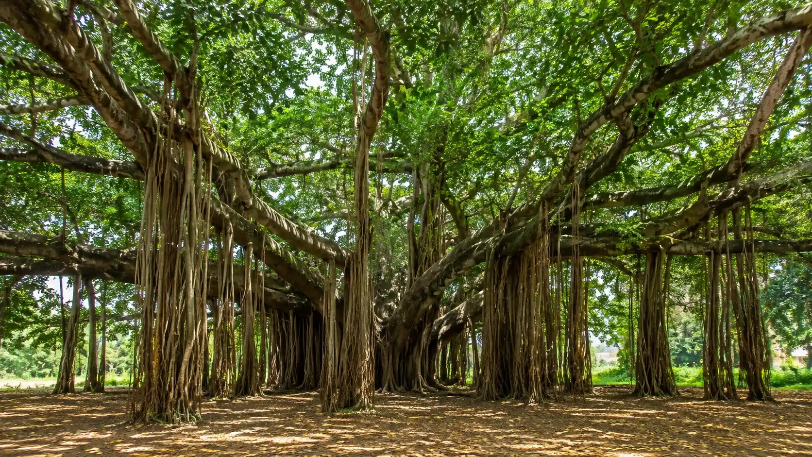 massive indian banyan with spreading branches and long aerial roots forming many trunk like supports