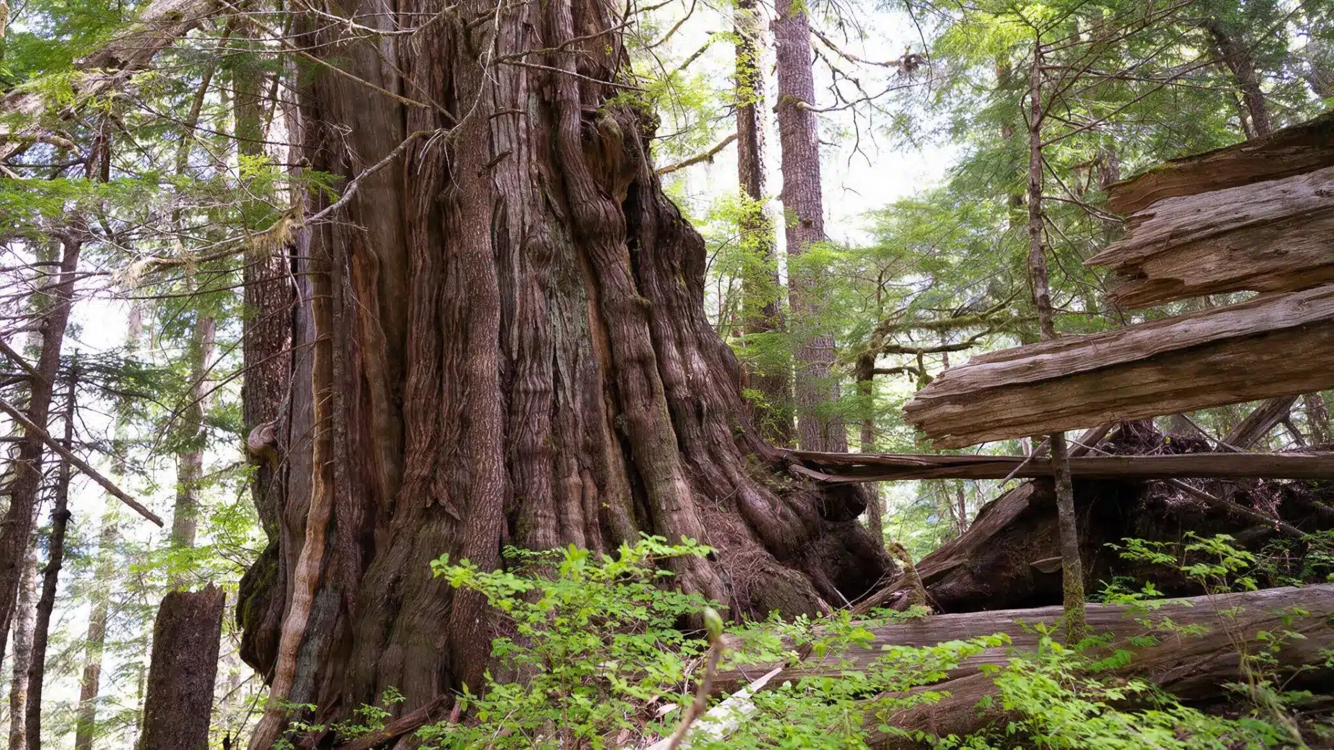 massive western red cedar trunk in an old growth forest surrounded by fallen wood and green undergrowth