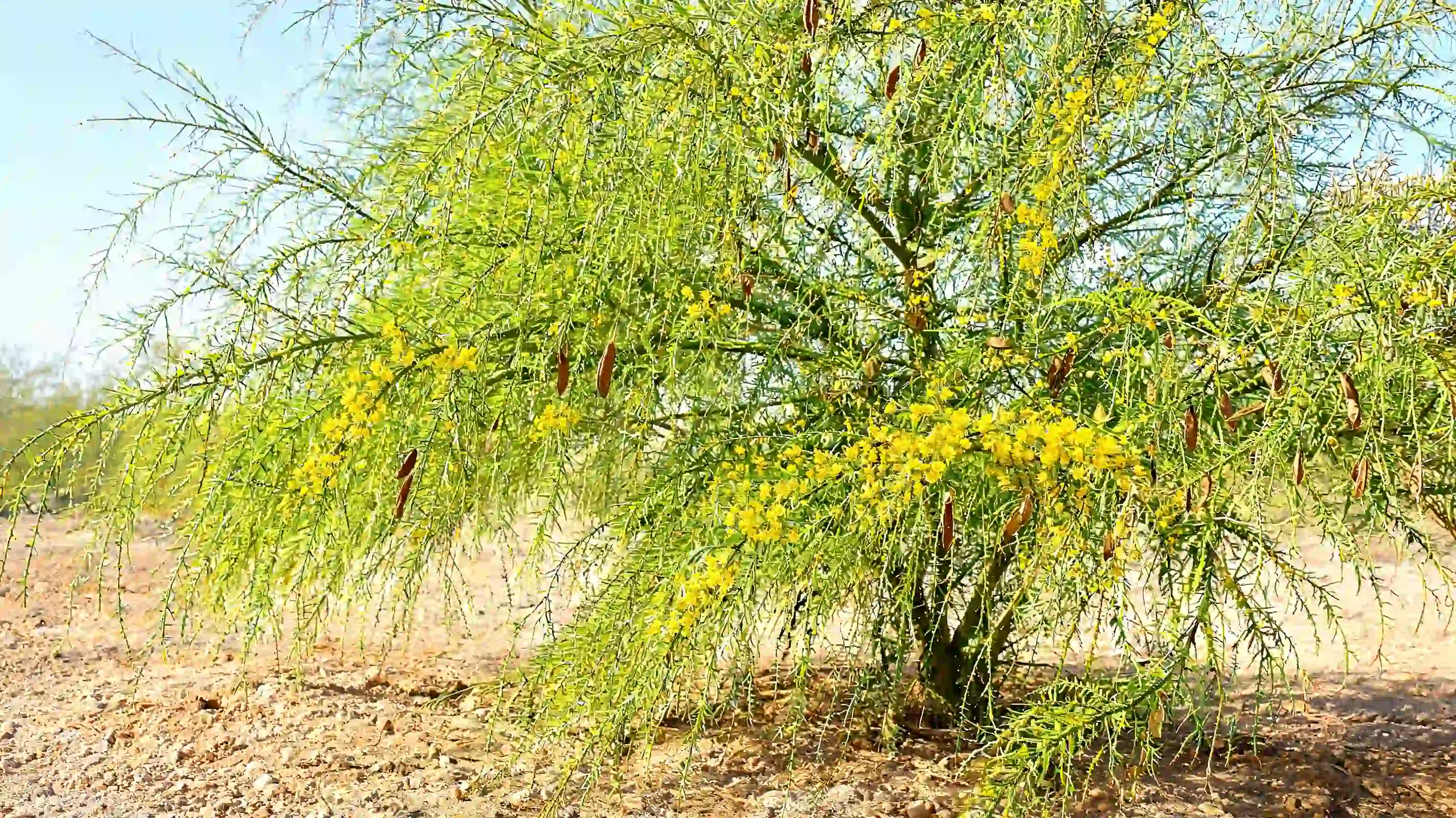 mexican palo verde with a loose weeping canopy yellow flowers and seedpods in a sunny desert