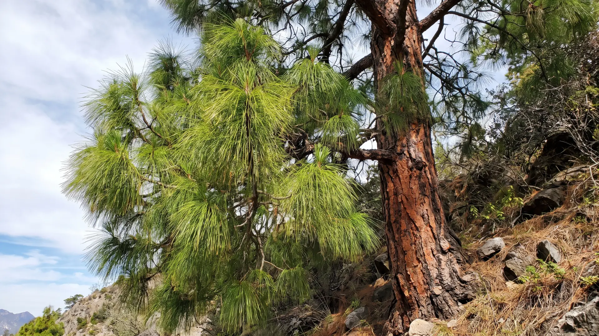 mexican yellow pine with a tall straight trunk stiff green needles and an open crown on warm mountain slopes