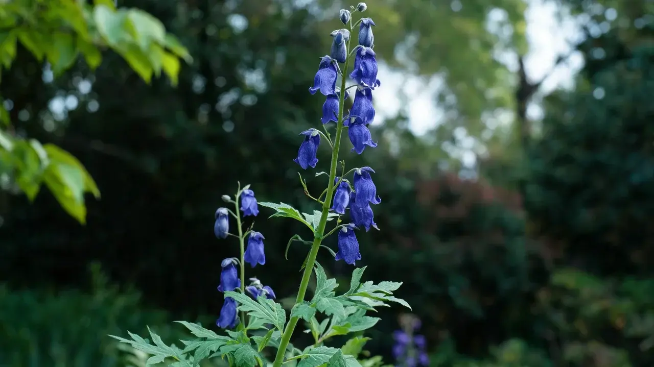 monkshood with deep violet hood-shaped flowers growing naturally among green leaves in a shaded garden
