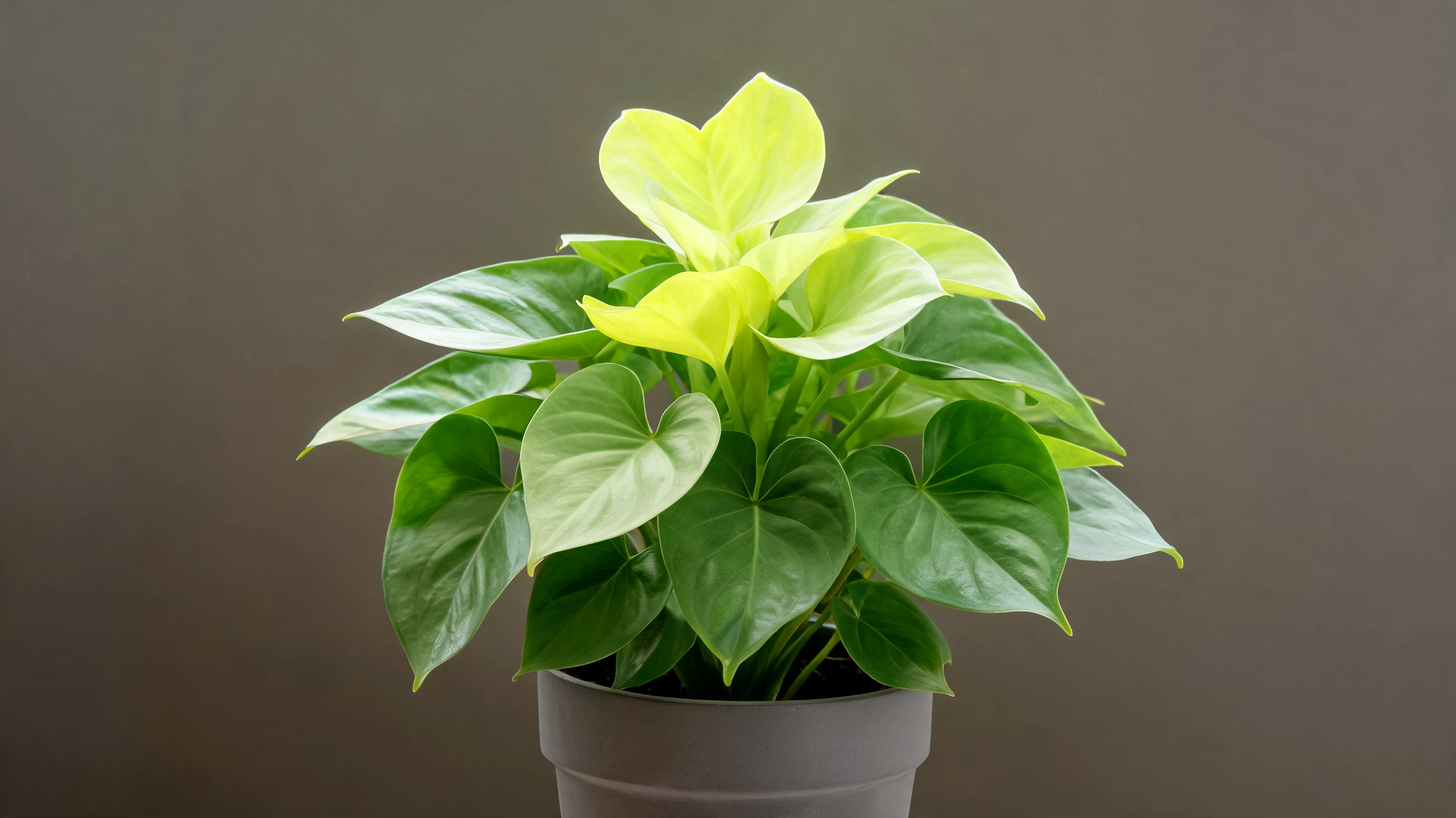 moonlight philodendron with broad yellow green leaves growing from a compact upright rosette