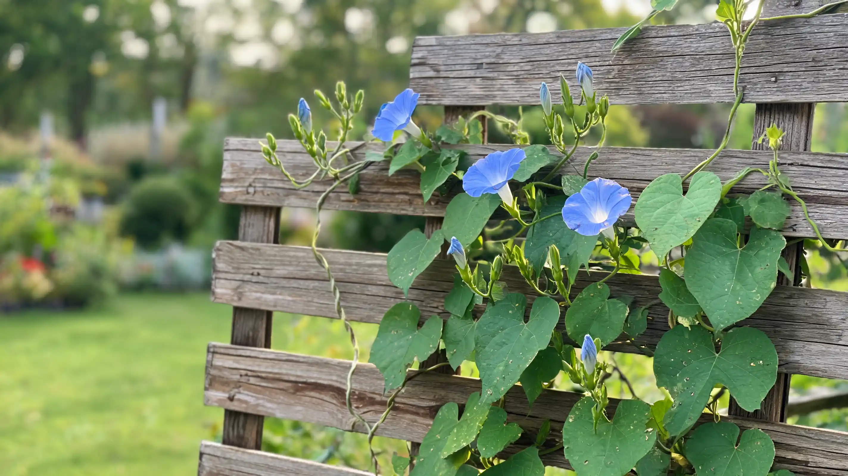 morning glory vine with blue flowers and fresh buds climbing a wooden garden trellis in summer