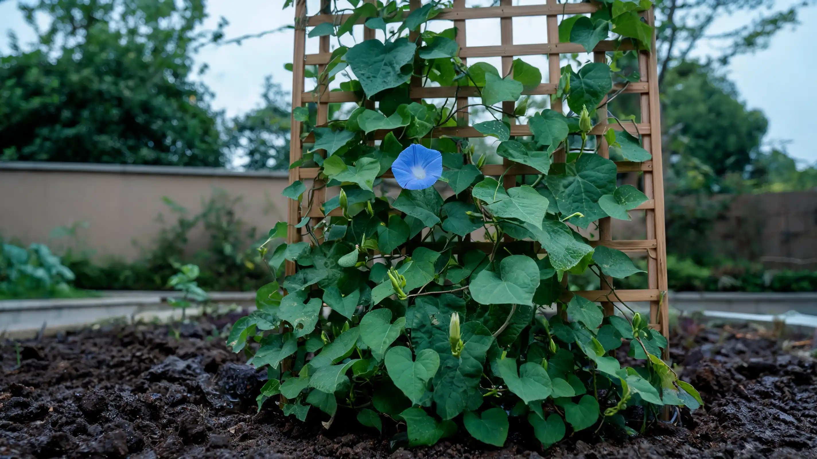 morning glory vine with open blue flowers and unopened buds growing across a weathered wooden trellis