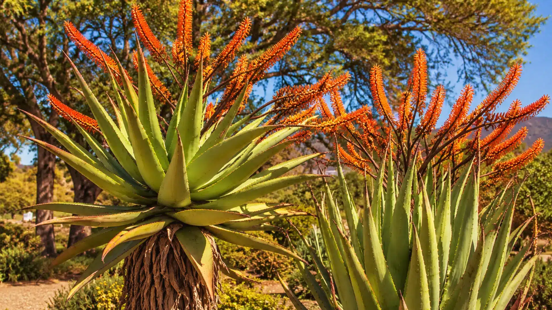 mountain-aloe