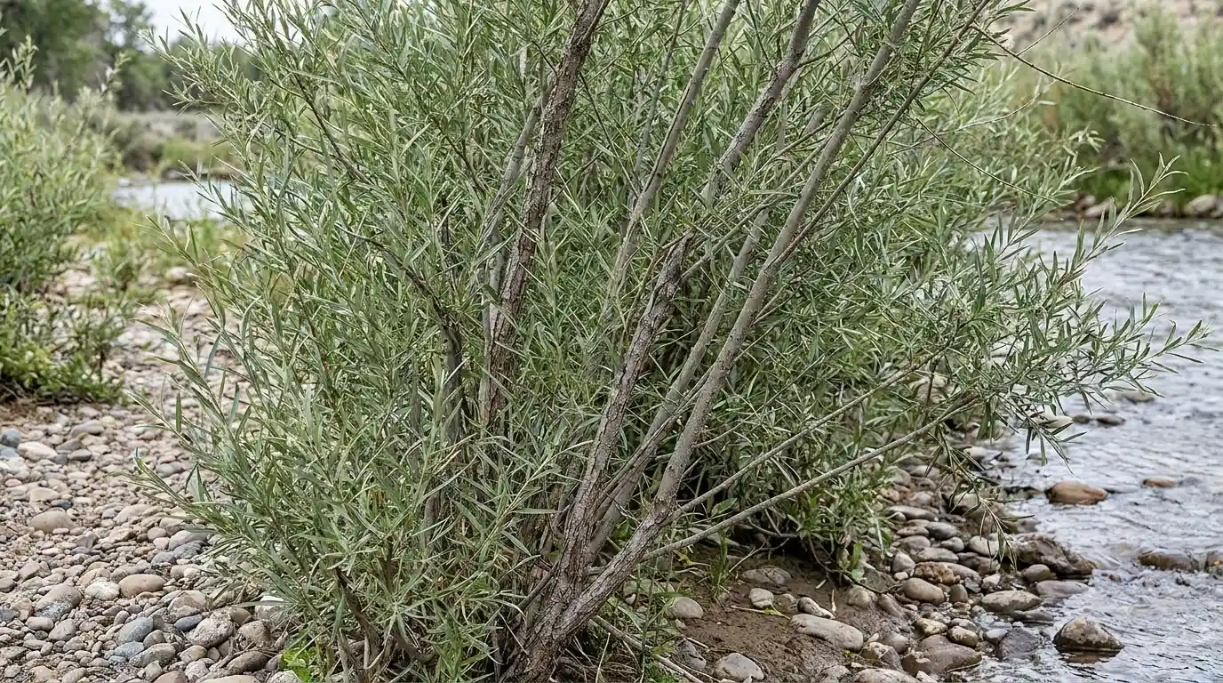 narrowleaf coyote willow forming a dense gray green thicket beside a shallow rocky stream bank