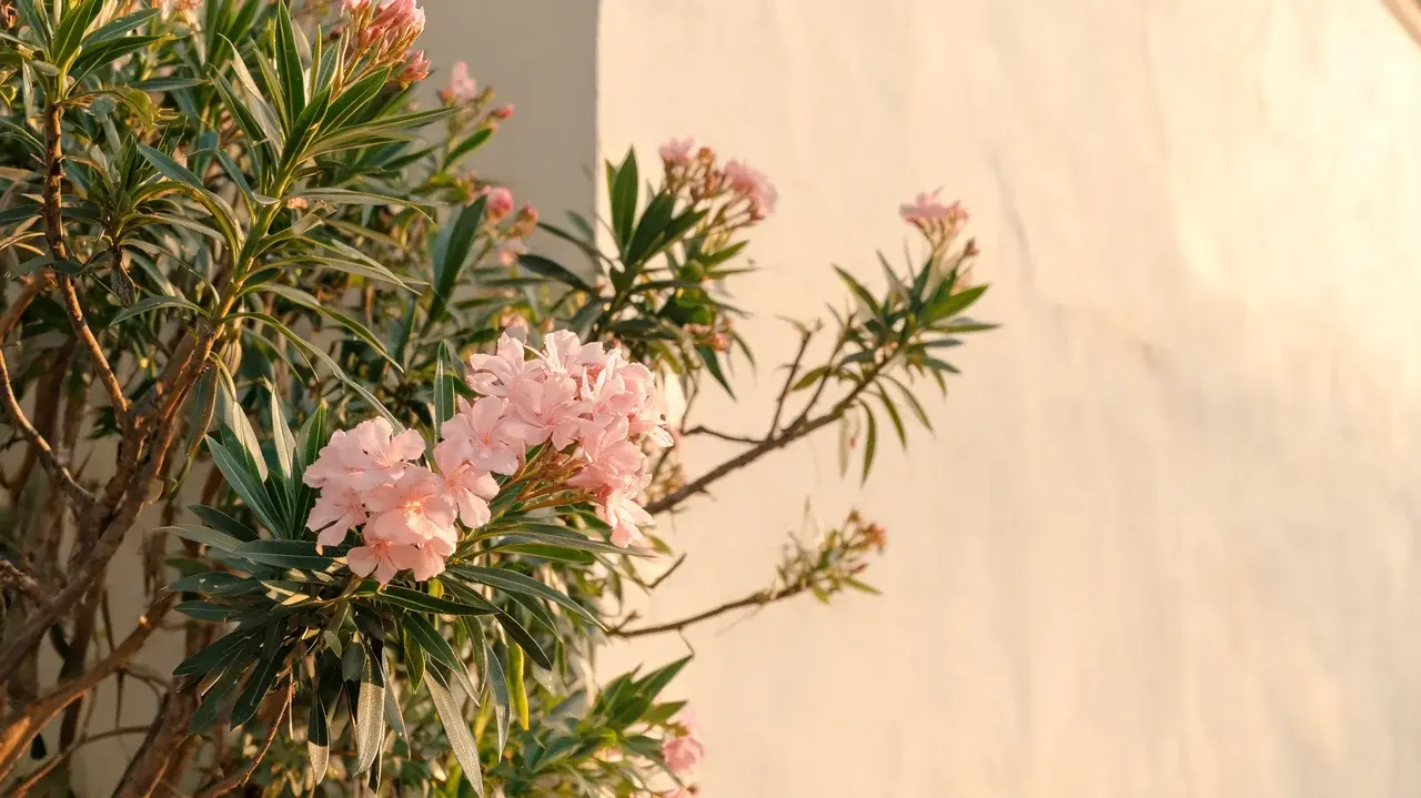 oleander shrub with pink flowers and narrow green leaves growing naturally in a warm home garden