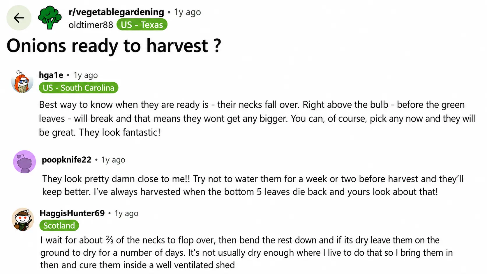online forum thread sharing advice on when onions are ready to harvest and how to dry them