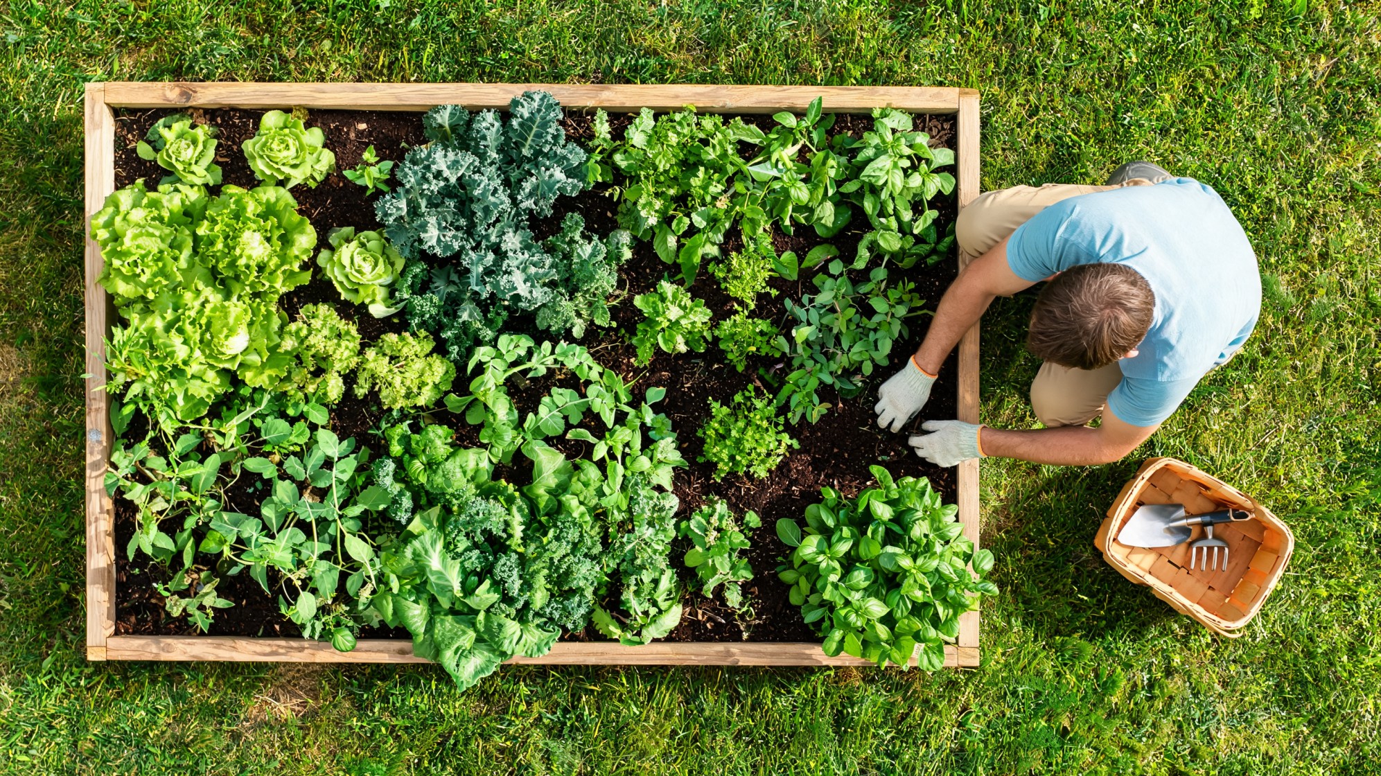 edible landscape with raised wood bed leafy greens herbs kale and gardener planting beside lawn and tools
