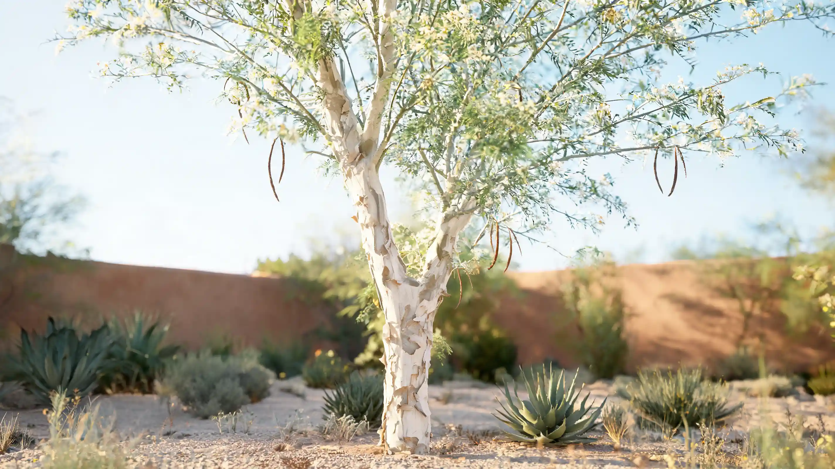 palo blanco with white peeling bark tiny green leaves and a narrow canopy beside a sunny patio