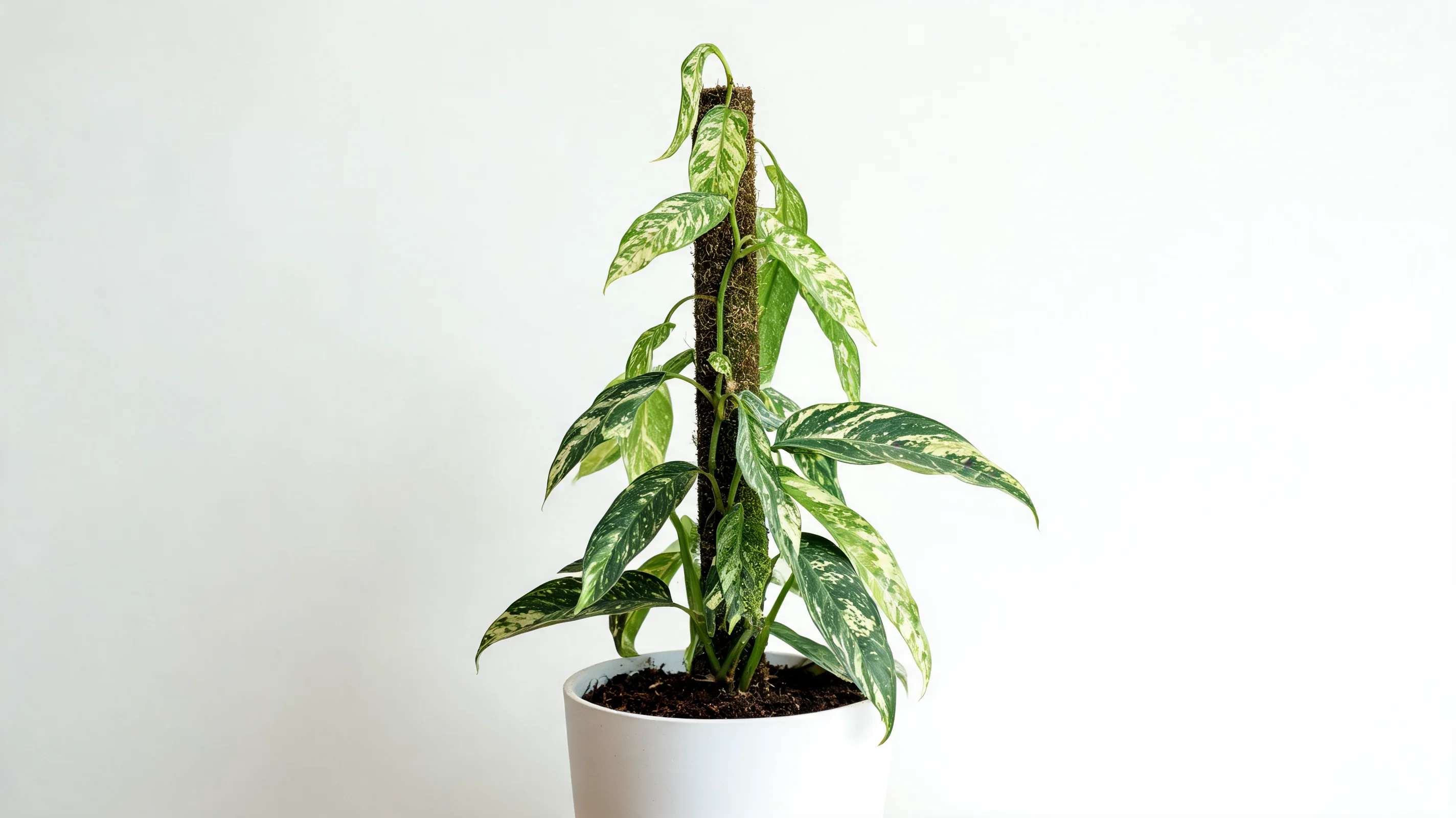 paraiso verde philodendron with long strap shaped leaves showing cream and many shades of green