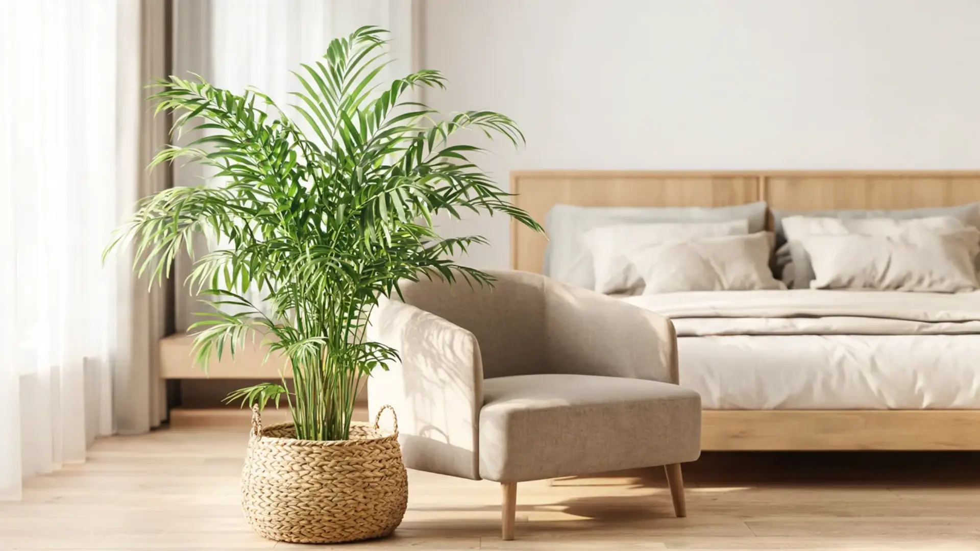 parlor palm in a woven floor basket beside a soft chair and wooden bed in a bright neutral bedroom
