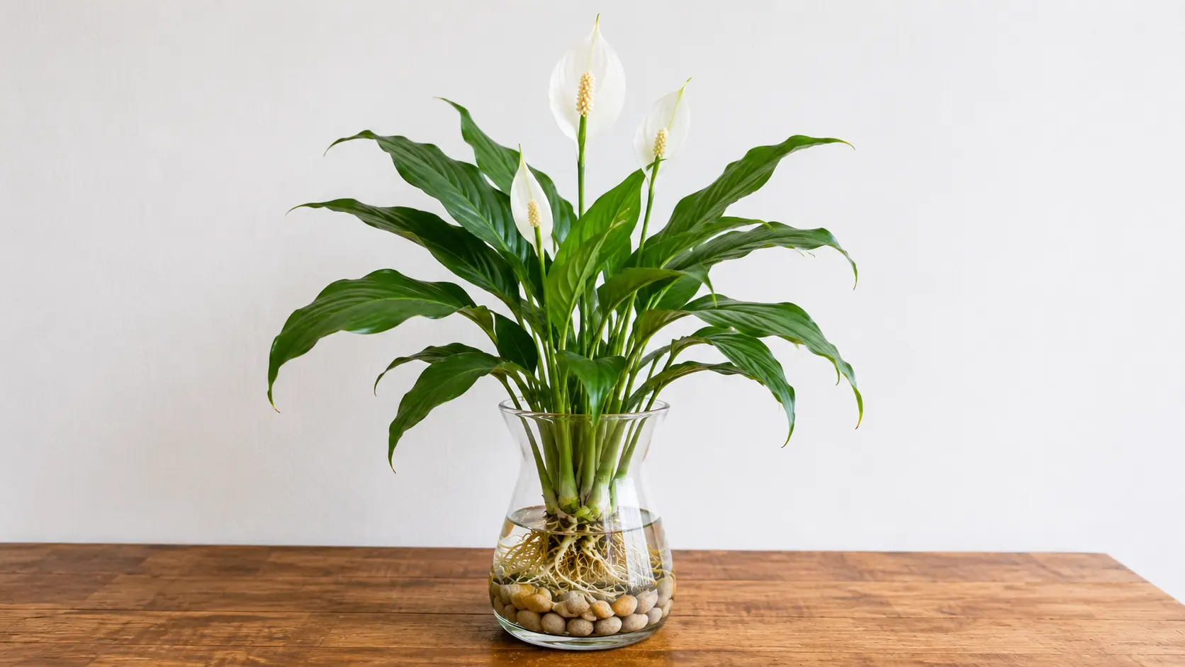 peace lily with glossy green leaves and one white bloom growing in water above smooth stones