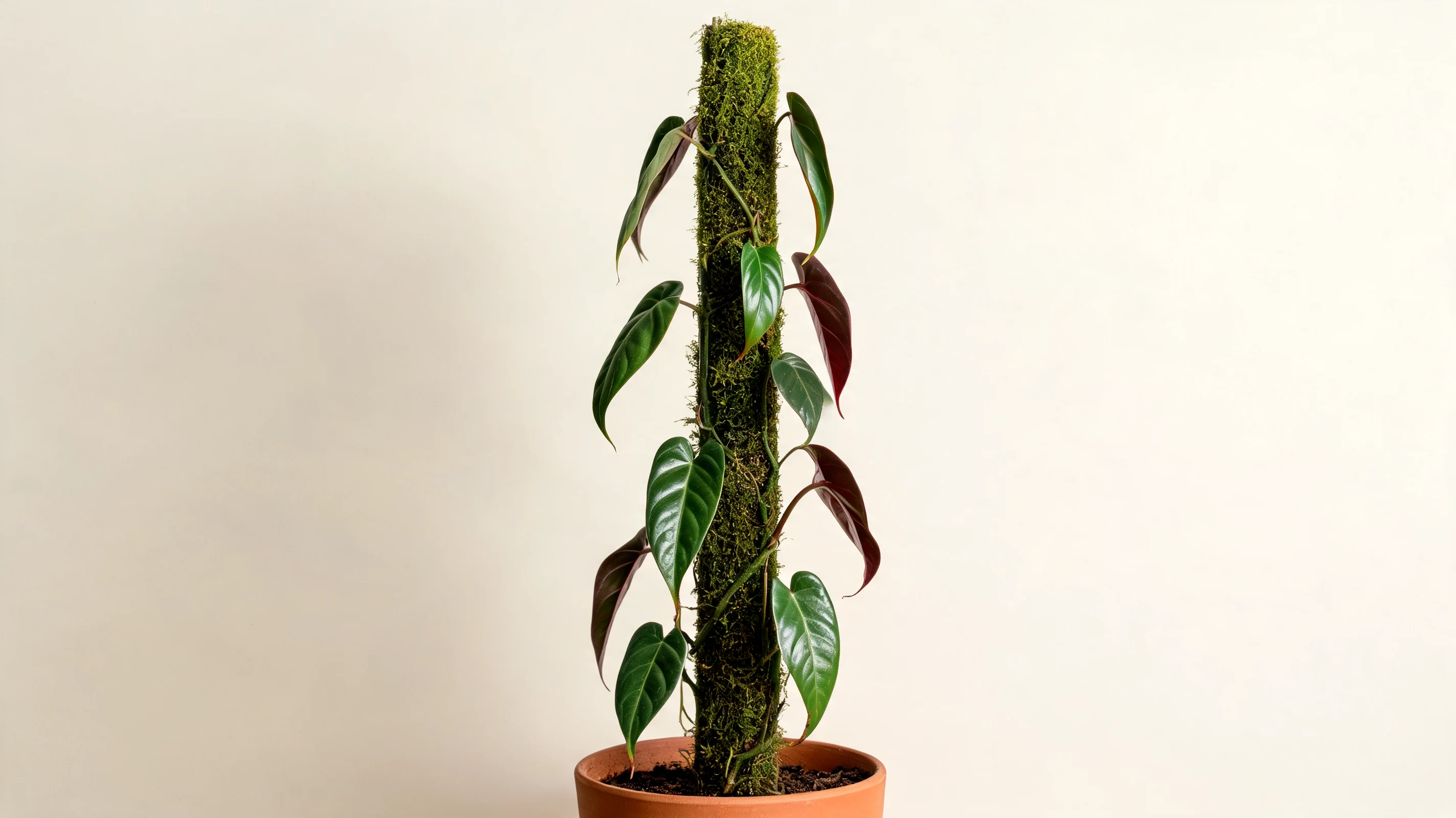 philodendron atabapoense with long dark green leaves showing rich maroon undersides on a support