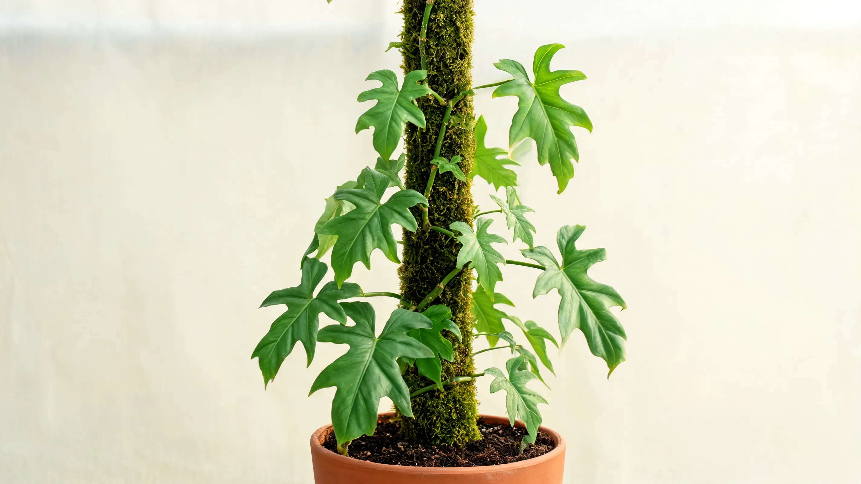 philodendron bipennifolium with green five lobed leaves shaped like a fiddle on a climbing stem
