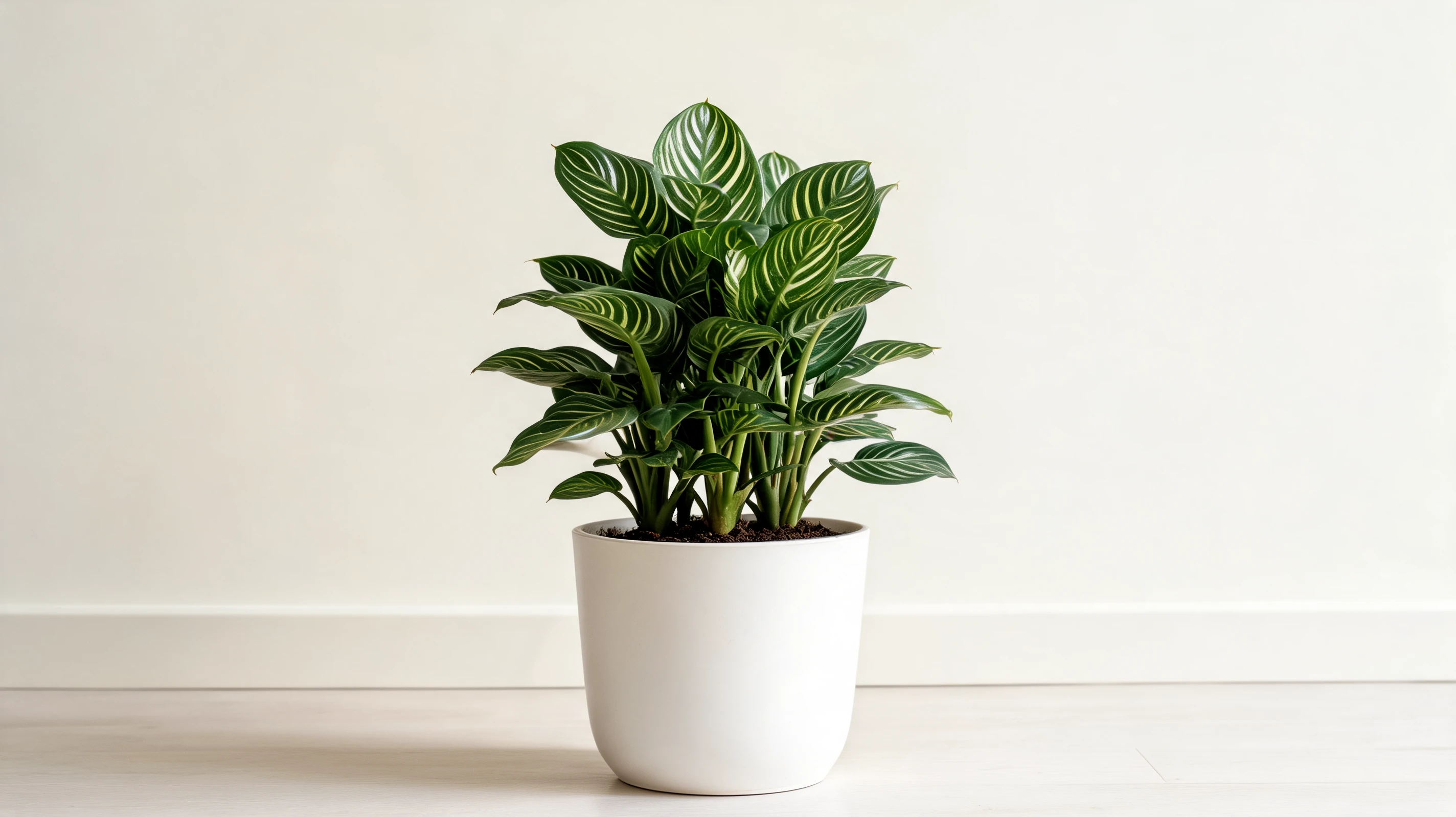 philodendron birkin with glossy dark green leaves covered in fine cream colored pinstripes