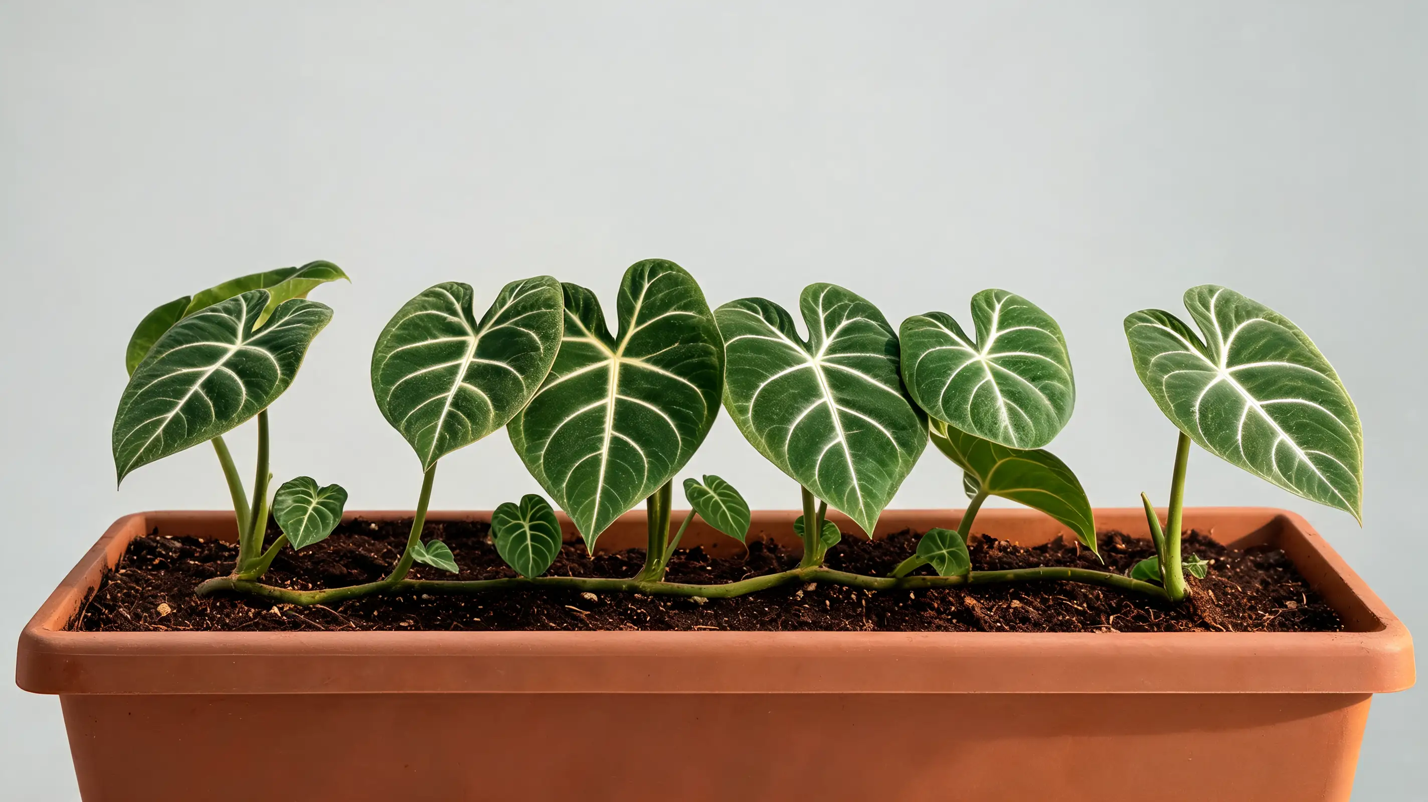 philodendron gloriosum with huge velvety heart shaped leaves and bright white veins in a low planter
