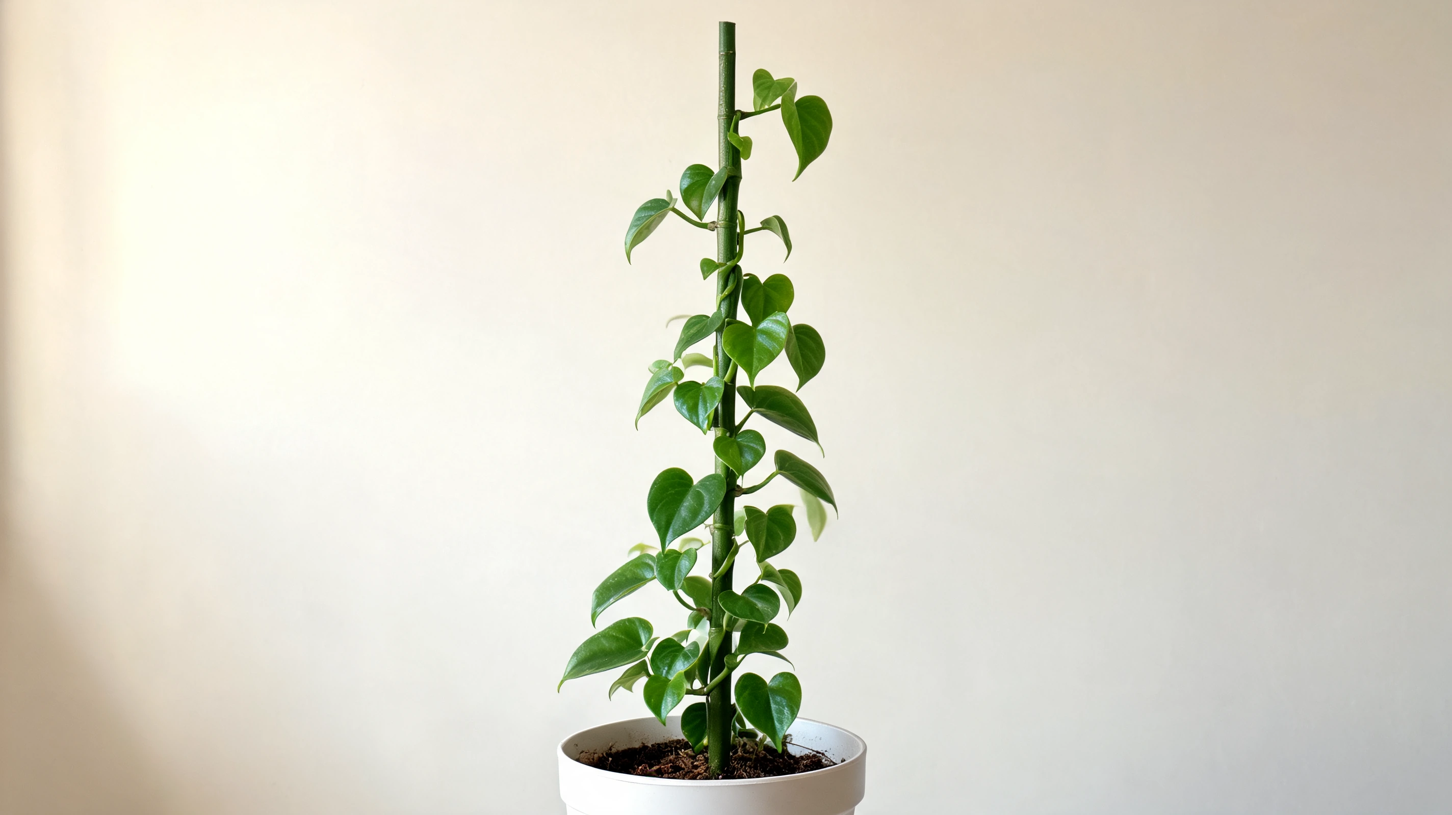 philodendron grazielae with small glossy heart shaped leaves on thick upright climbing stems