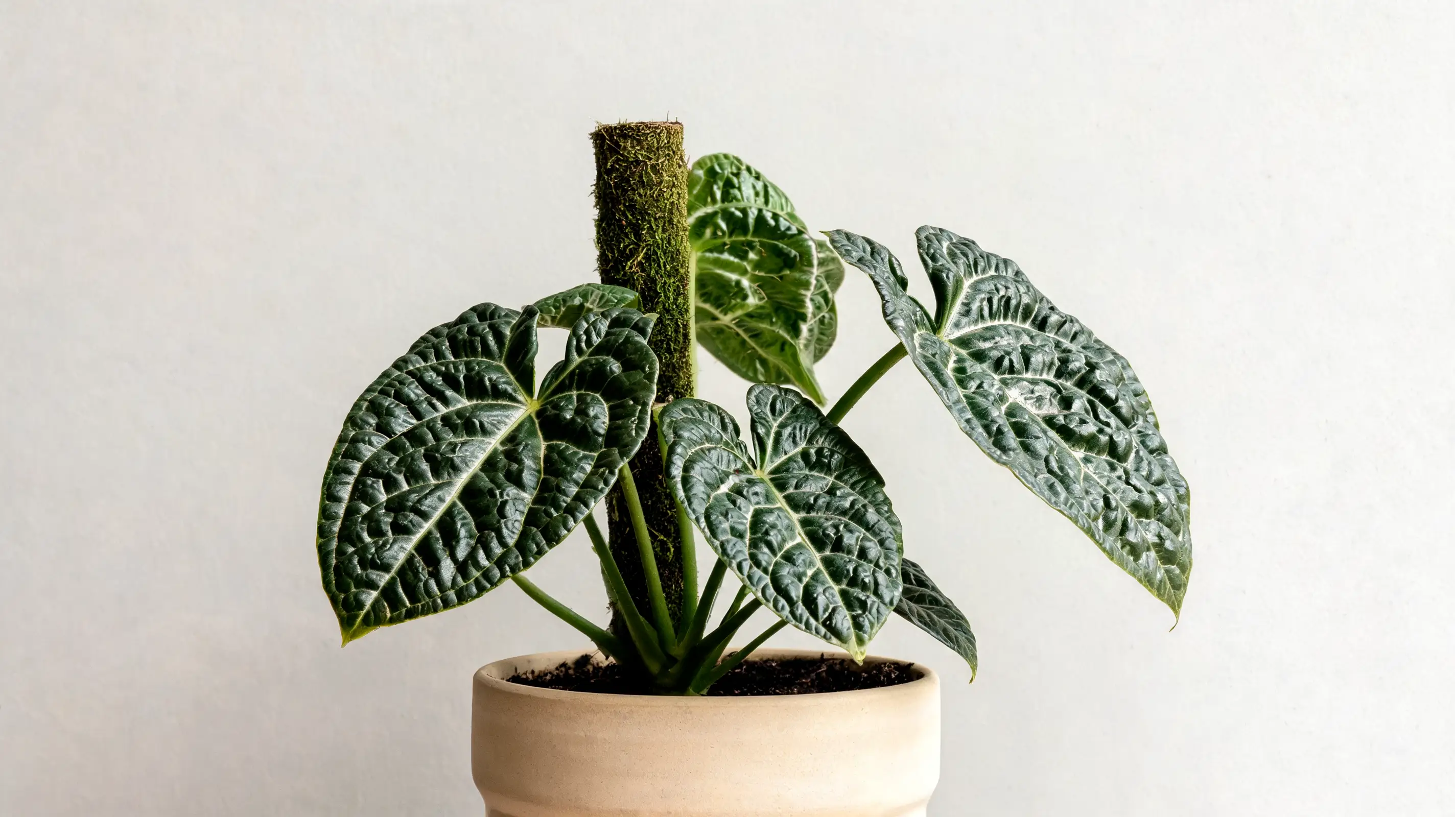 philodendron luxurians with thick textured dark green leaves and clear silver white veins indoors