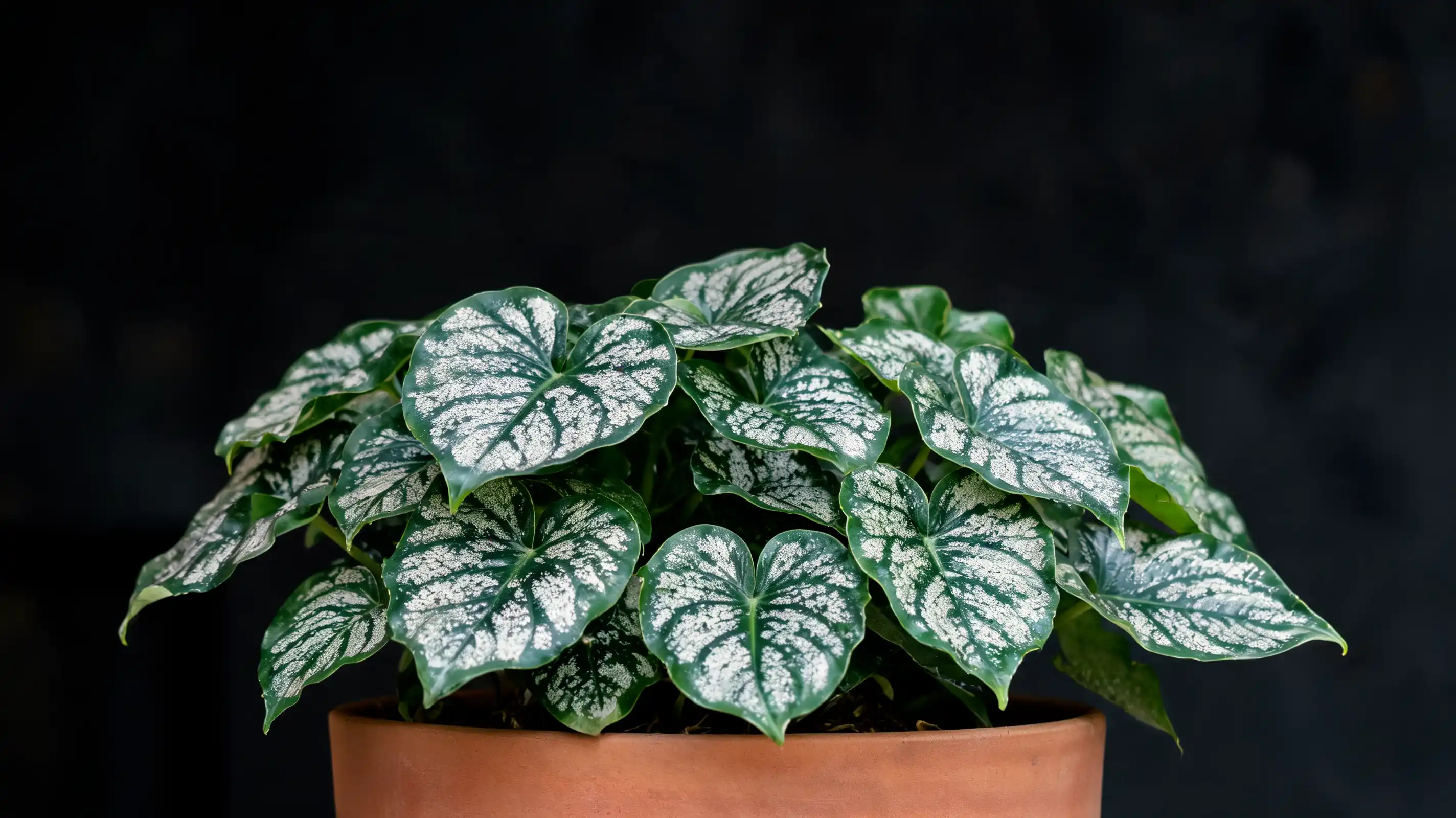 philodendron mamei with broad heart shaped green leaves covered in soft silver mottling indoors