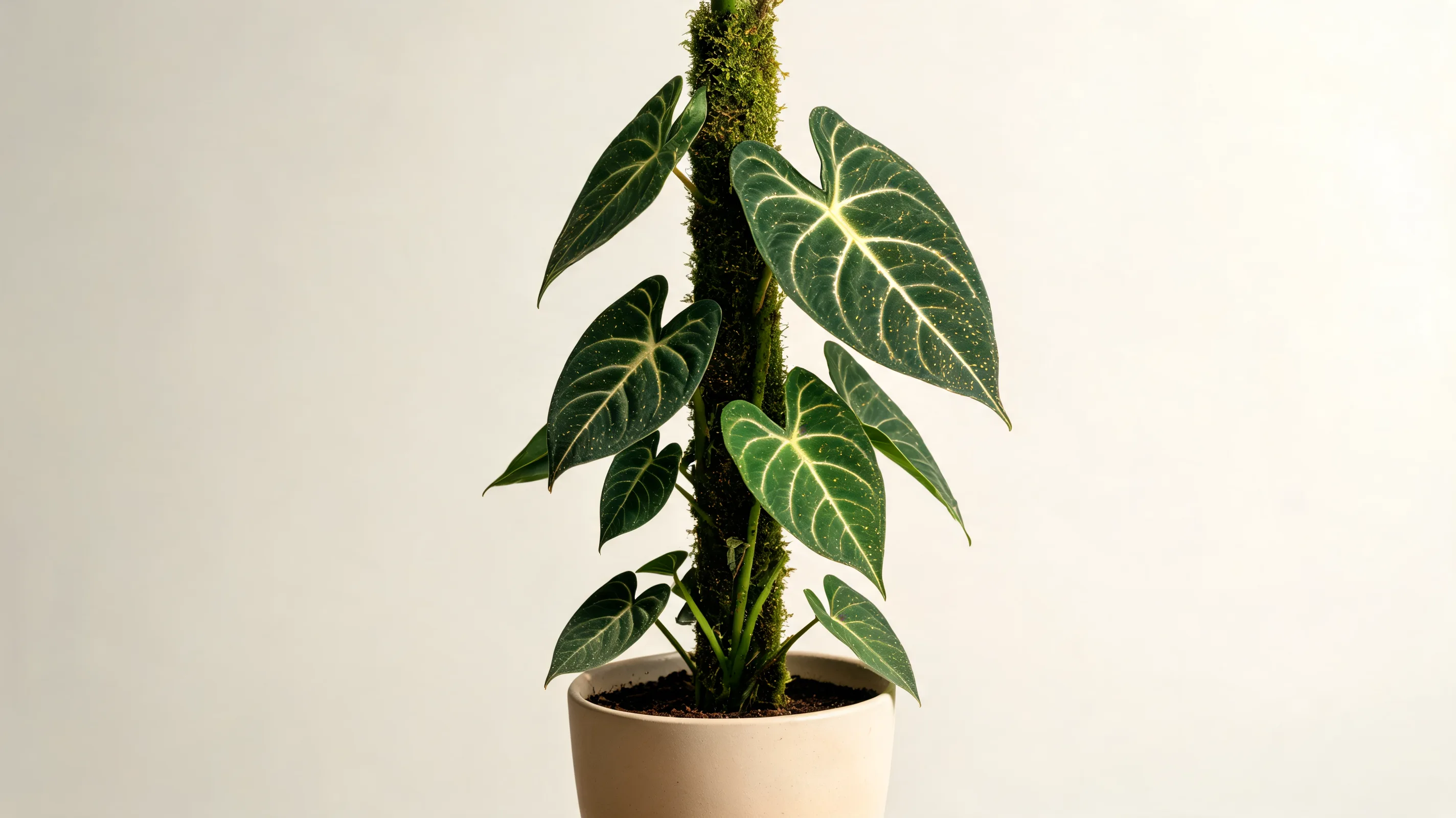 philodendron melanochrysum with long dark velvet leaves fine golden flecks and pale central veins