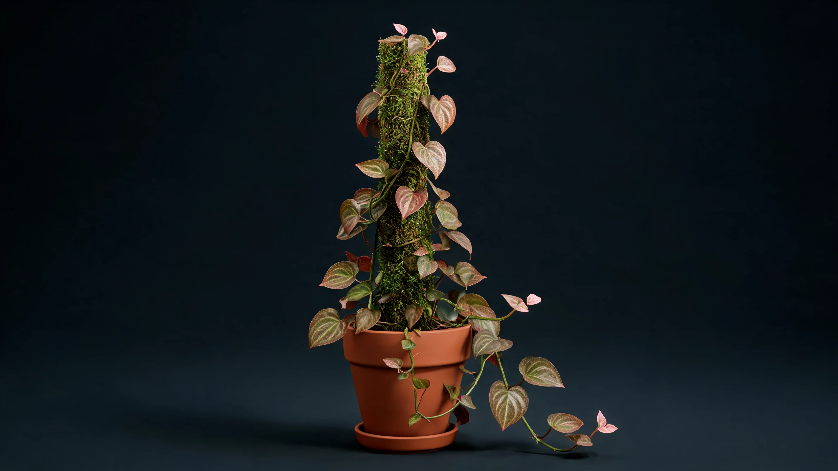 philodendron micans with velvety bronze green heart shaped leaves climbing a slim moss pole