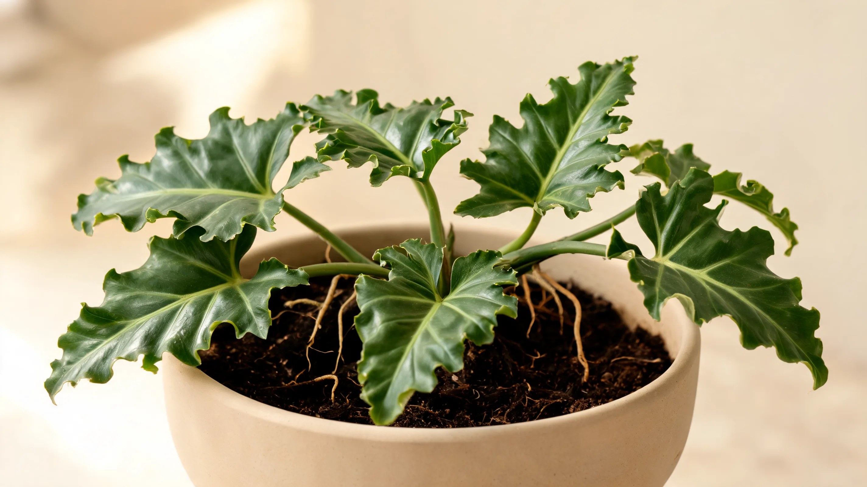 philodendron plowmanii with large glossy green leaves bold veins and strongly ruffled edges