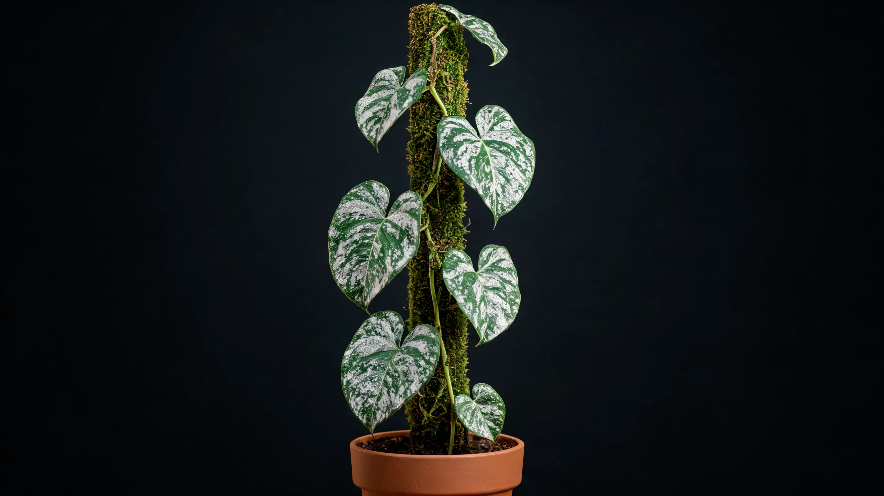 philodendron sodiroi with heart shaped green leaves covered in frosted silver mottling indoors