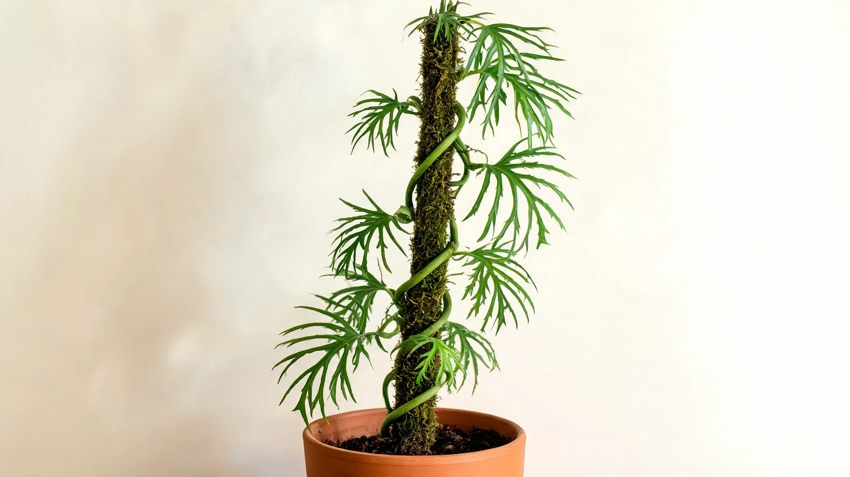 philodendron tortum with finely divided green leaves and thin finger like segments on twisted stems