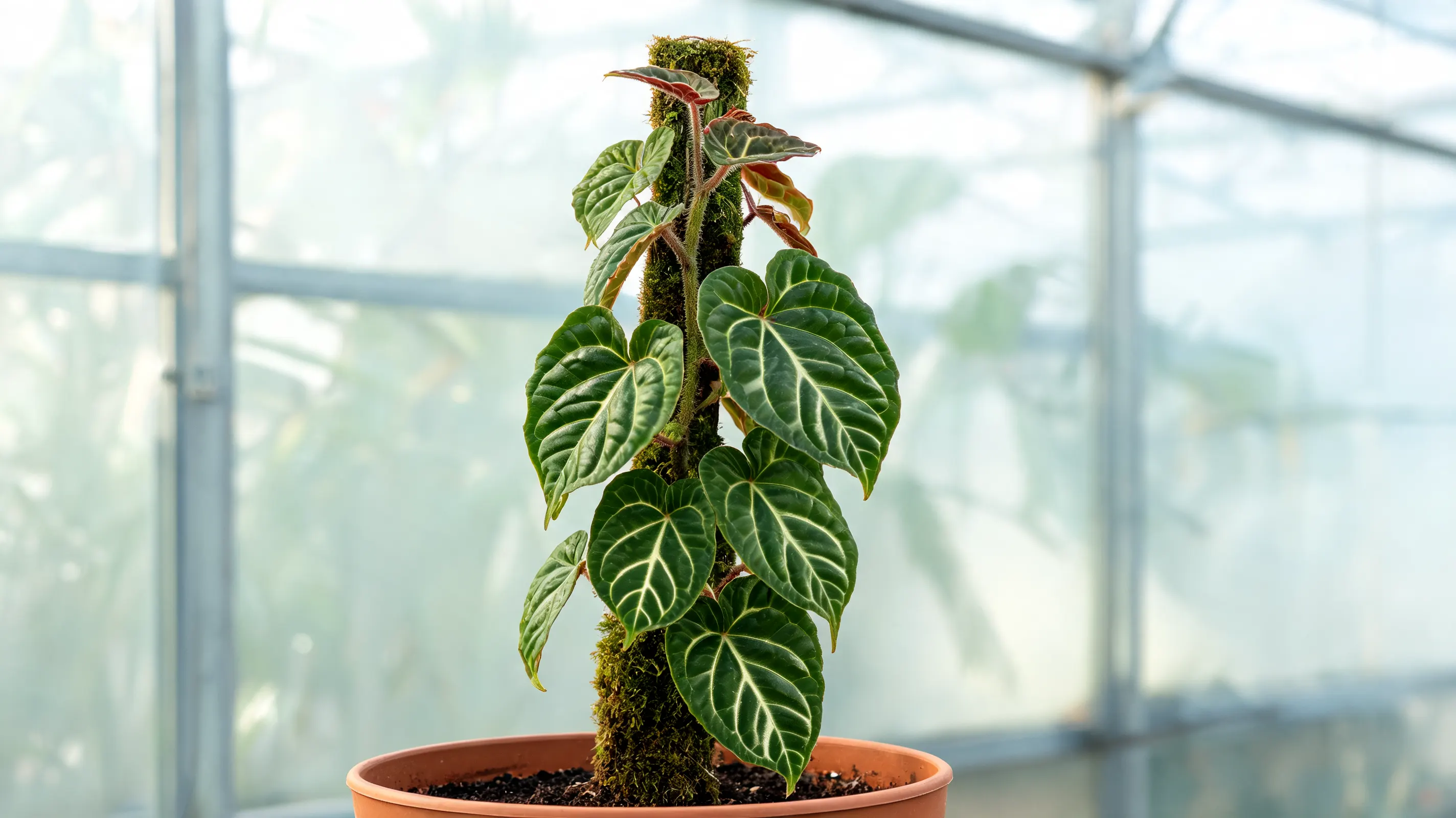 philodendron verrucosum with velvety wavy green leaves pale veins and fuzzy climbing stems