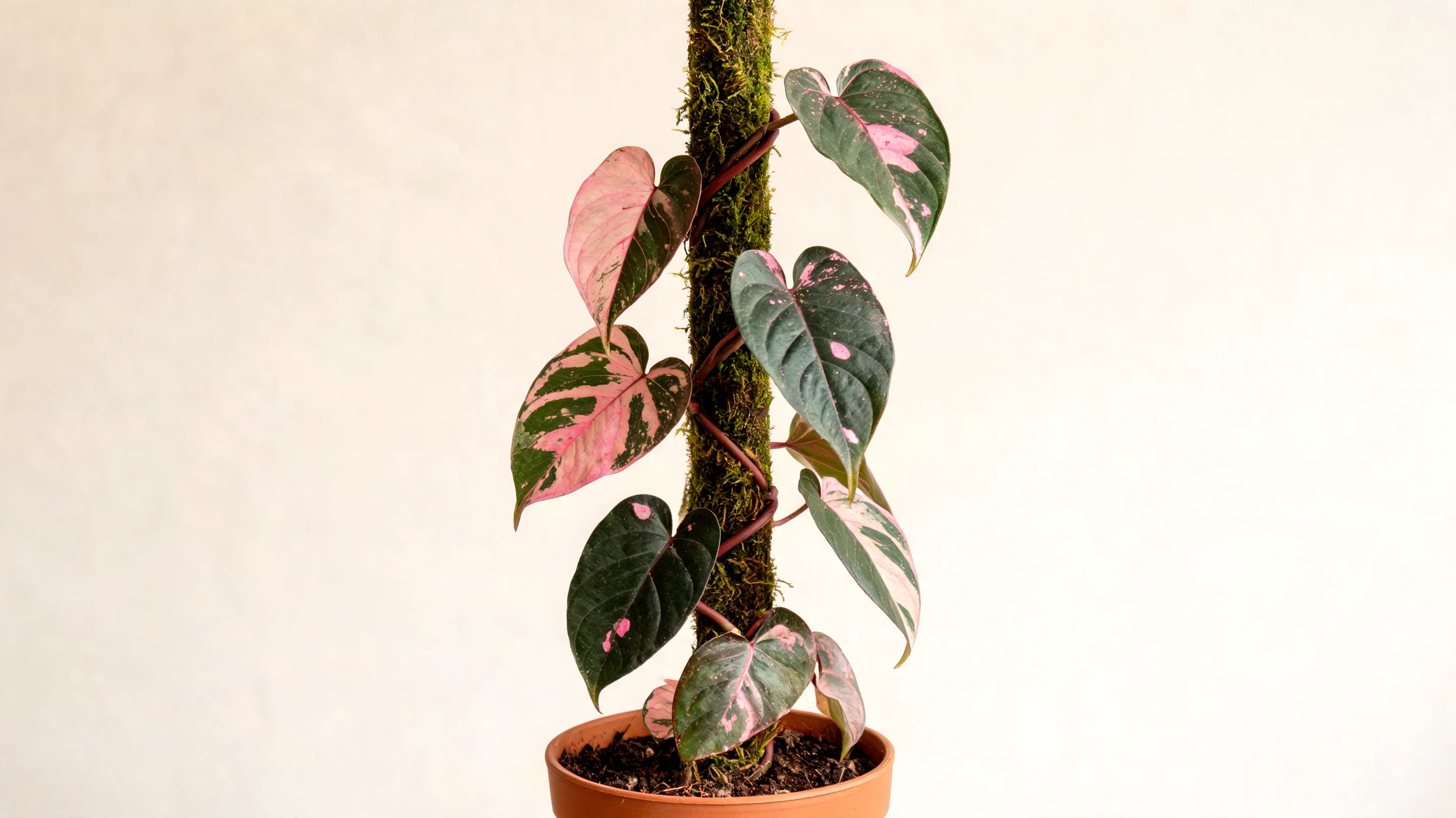 pink princess philodendron with dark green leaves covered in irregular natural pink patches