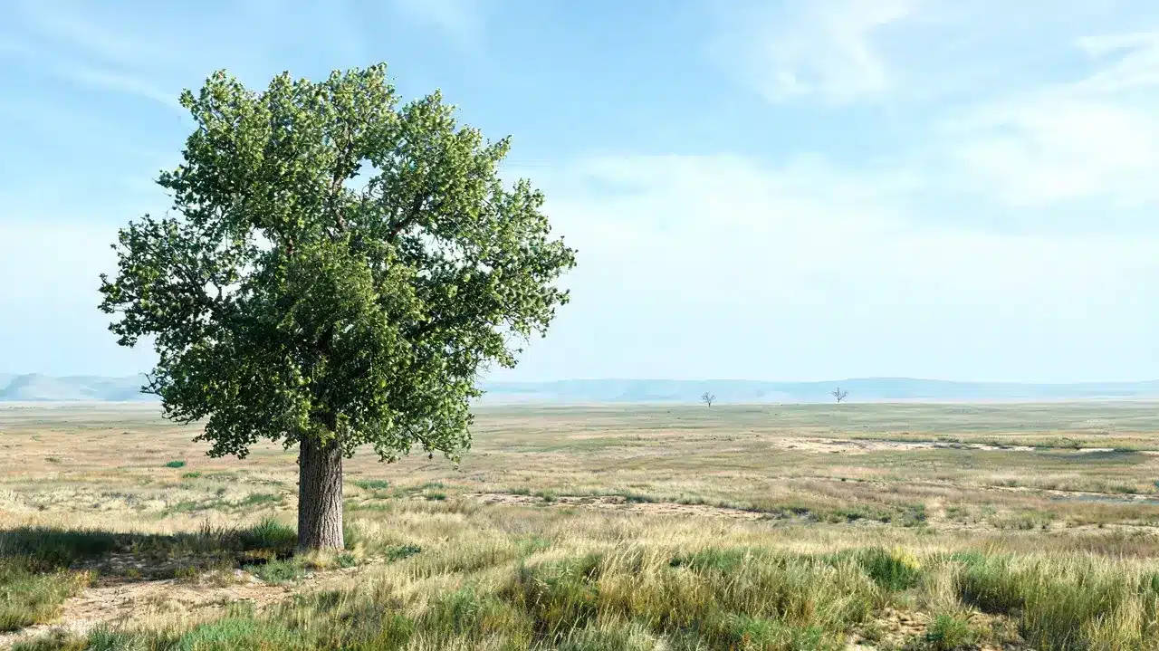 plains cottonwood standing alone in open prairie- wind-shaped crown, broad sky and dry grasses
