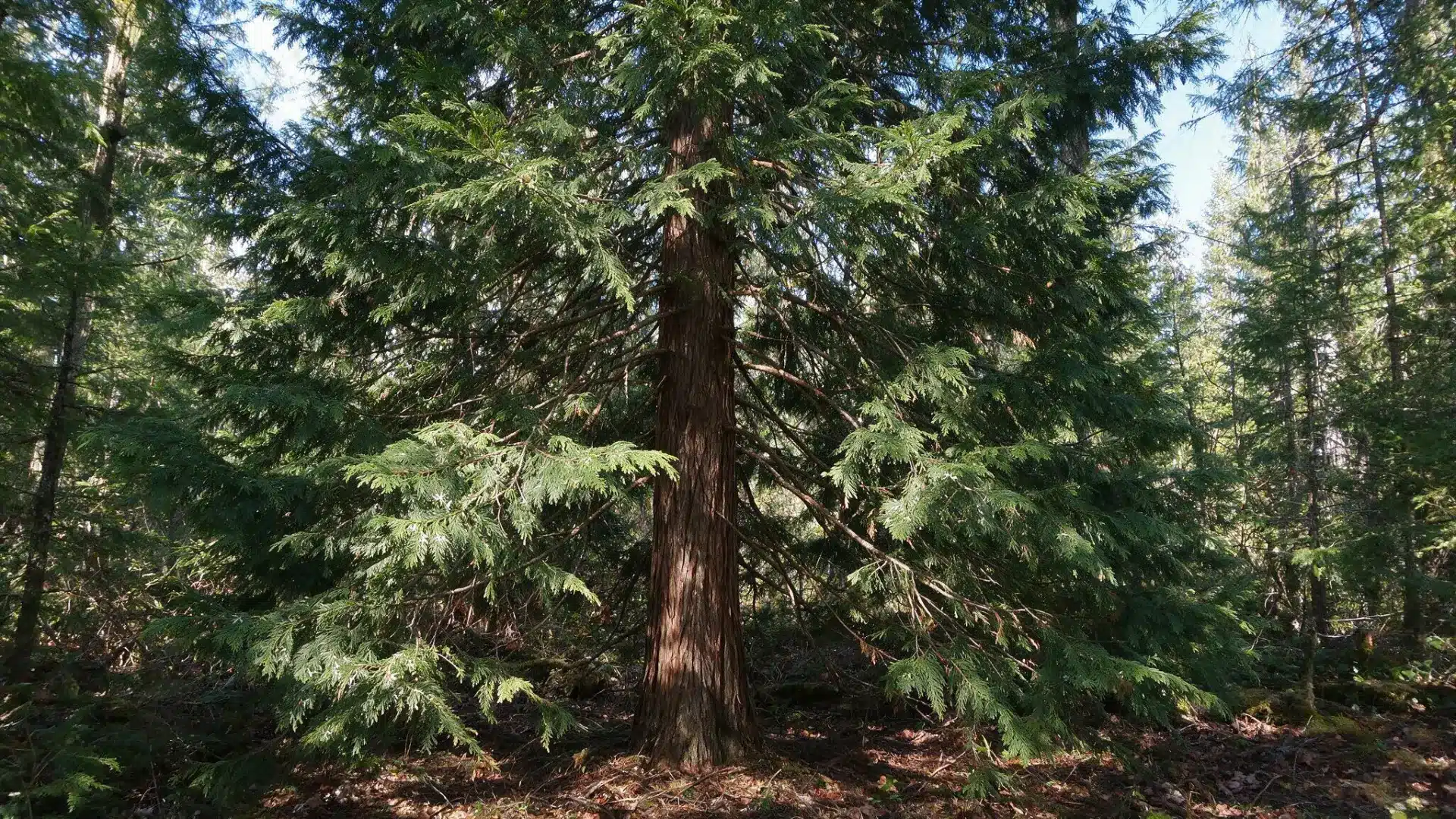port orford cedar standing in a shaded forest with a straight trunk and broad sprays of green foliage