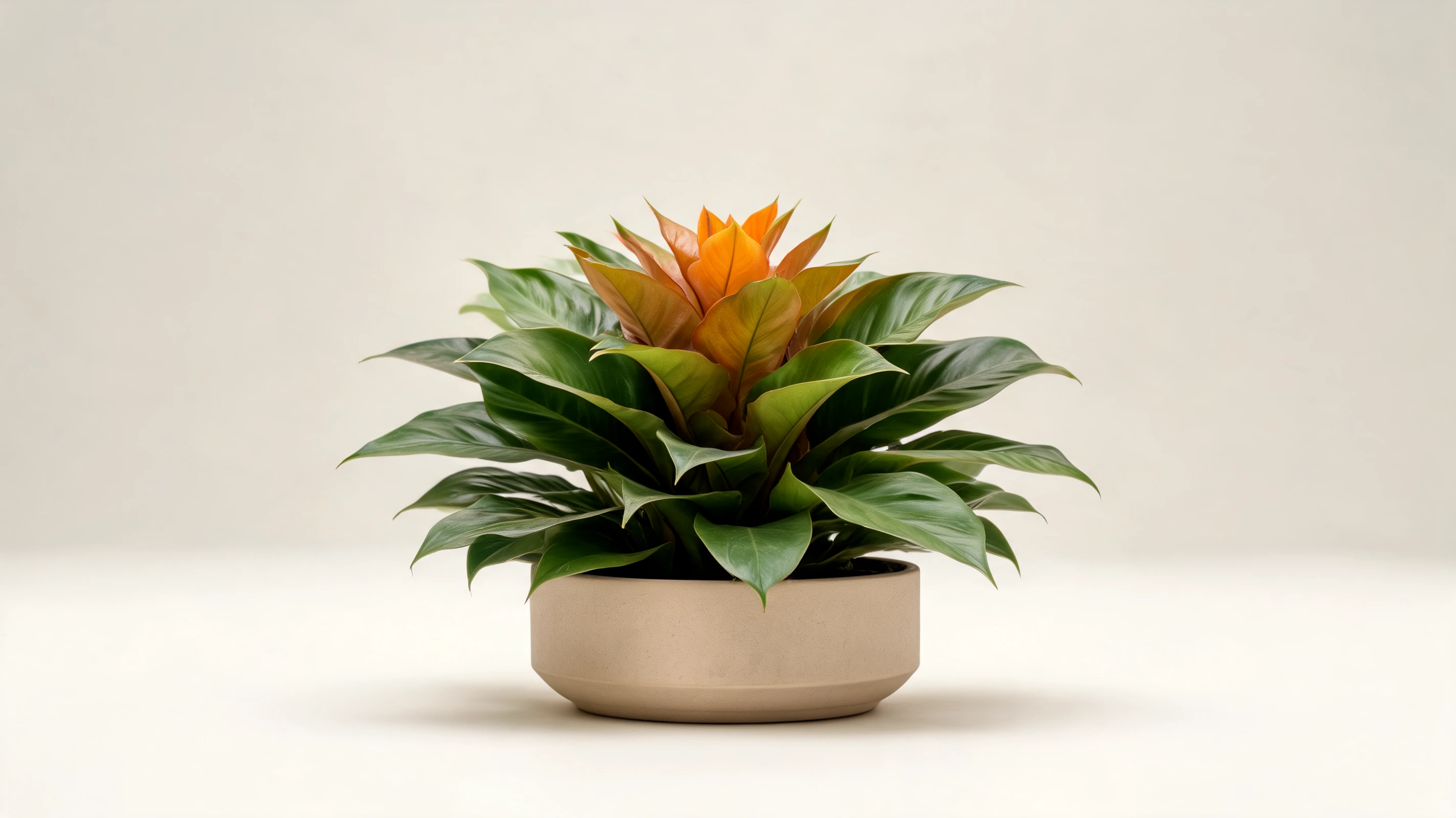 prince of orange philodendron with orange copper and green leaves arranged in a compact rosette