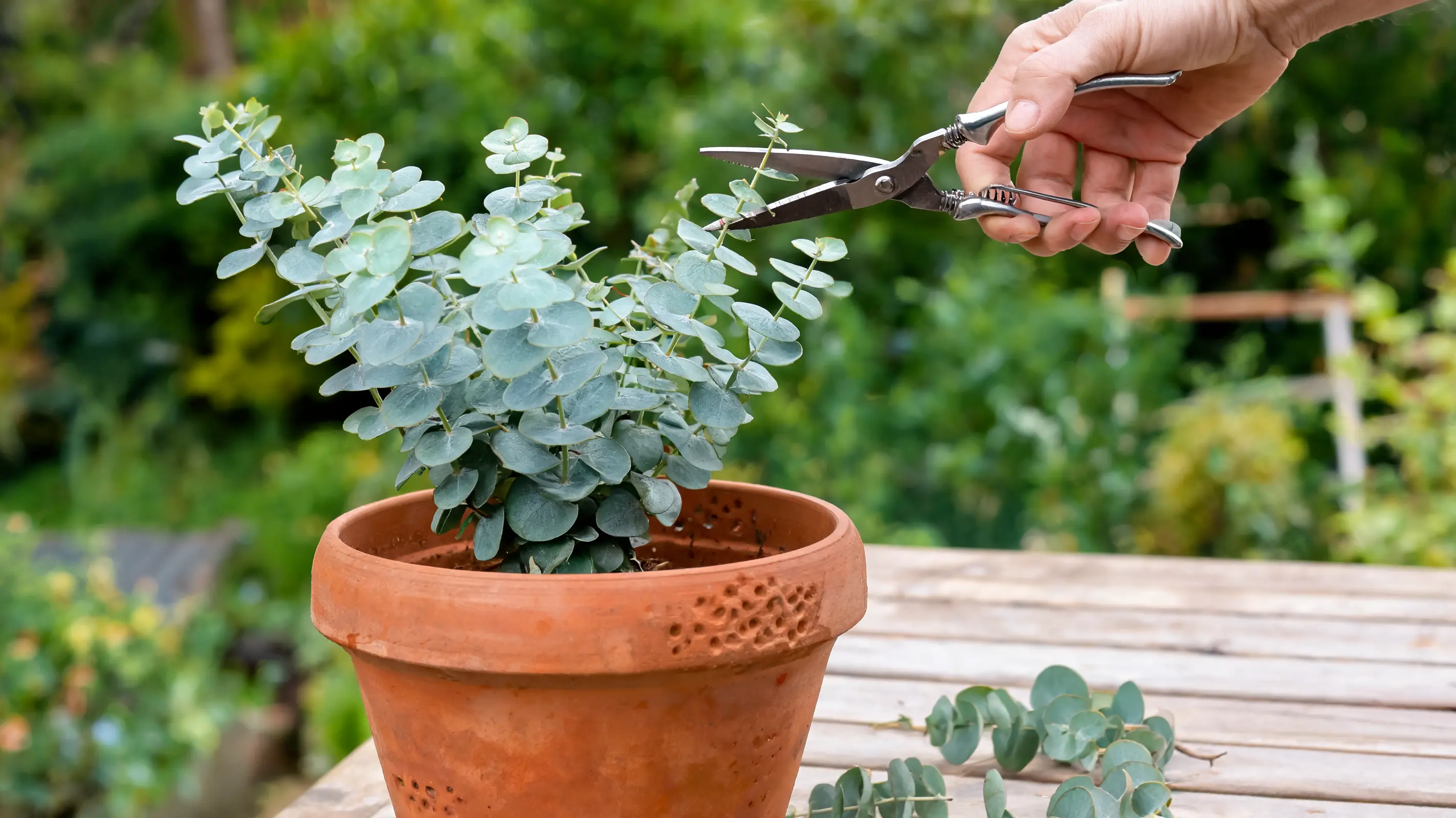 hands pruning eucalyptus branches in pot to maintain a neat compact plant shape in container