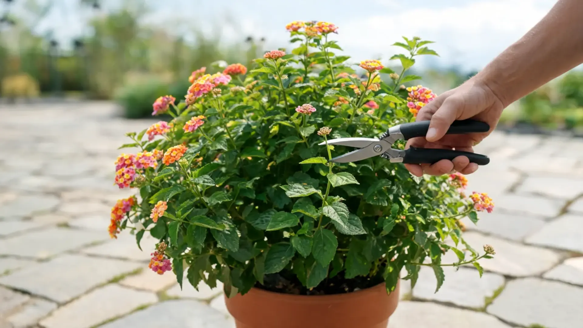 hand trimming a flowering lantana plant in a terracotta pot with clean pruning shears outdoors