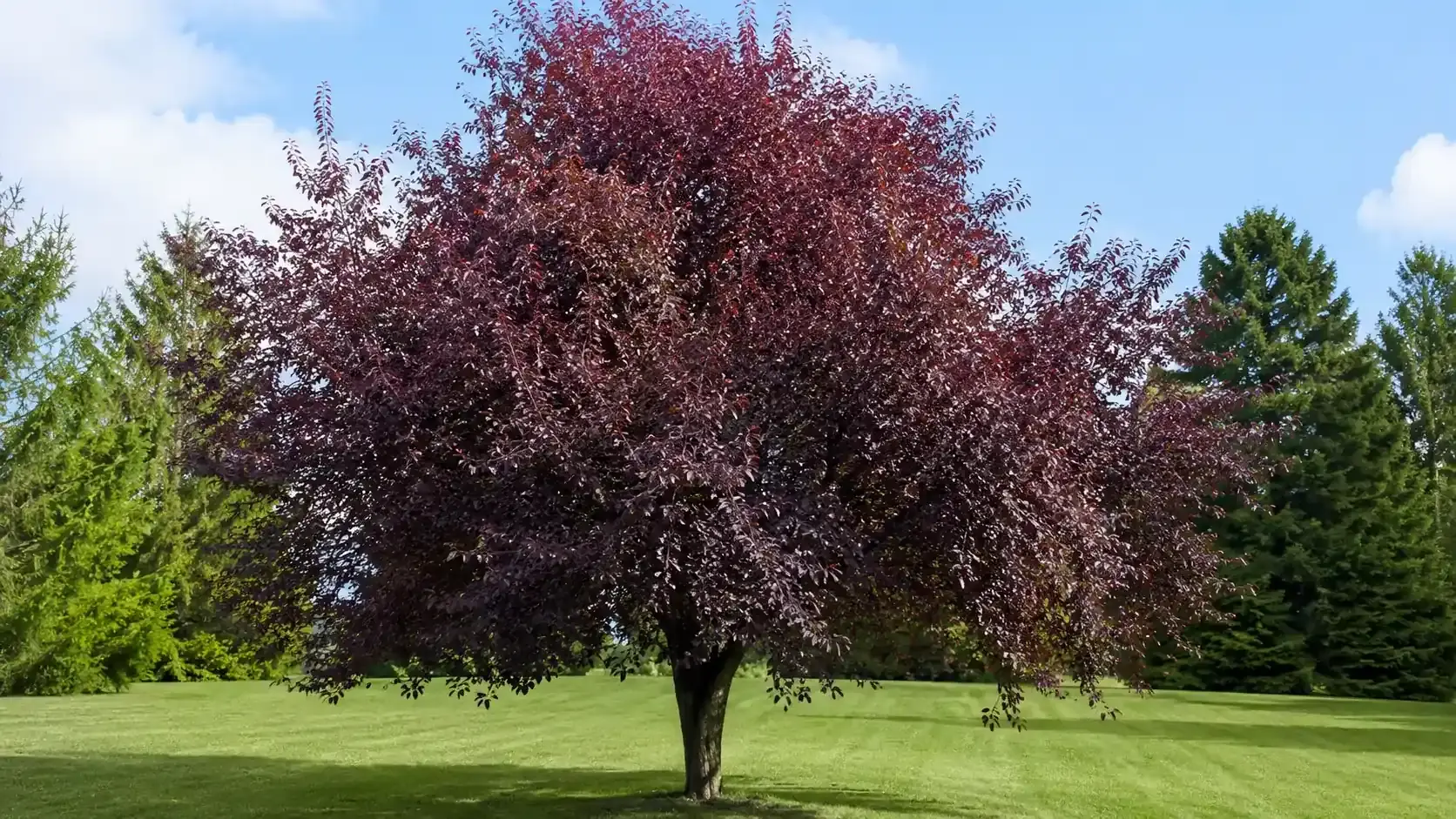 purple leaf cherry plum tree growing on a green lawn with evergreen trees and blue sky in background