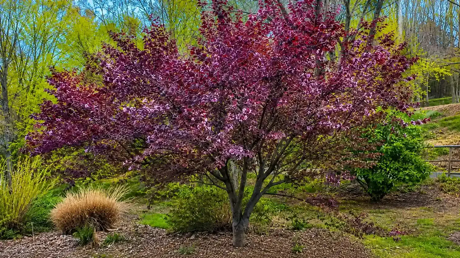 purple leaf cherry plum tree with pink blossoms growing in a landscaped garden surrounded by greenery