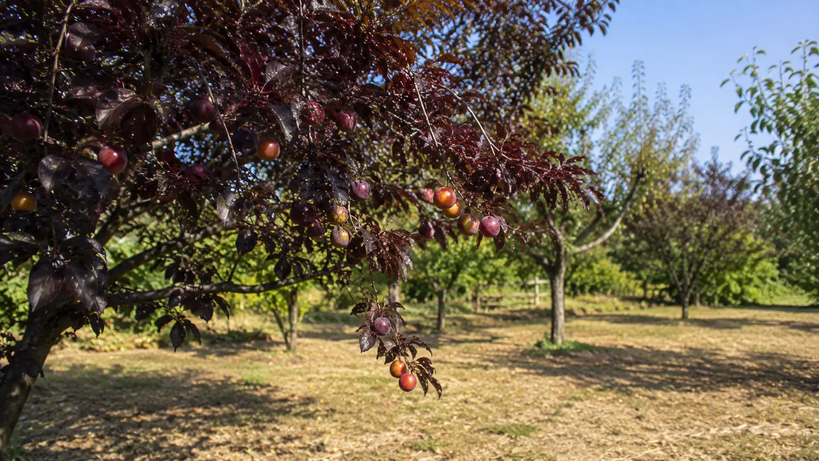 purple leaf cherry plum tree with ripe red fruit growing in a sunny orchard with green trees in background