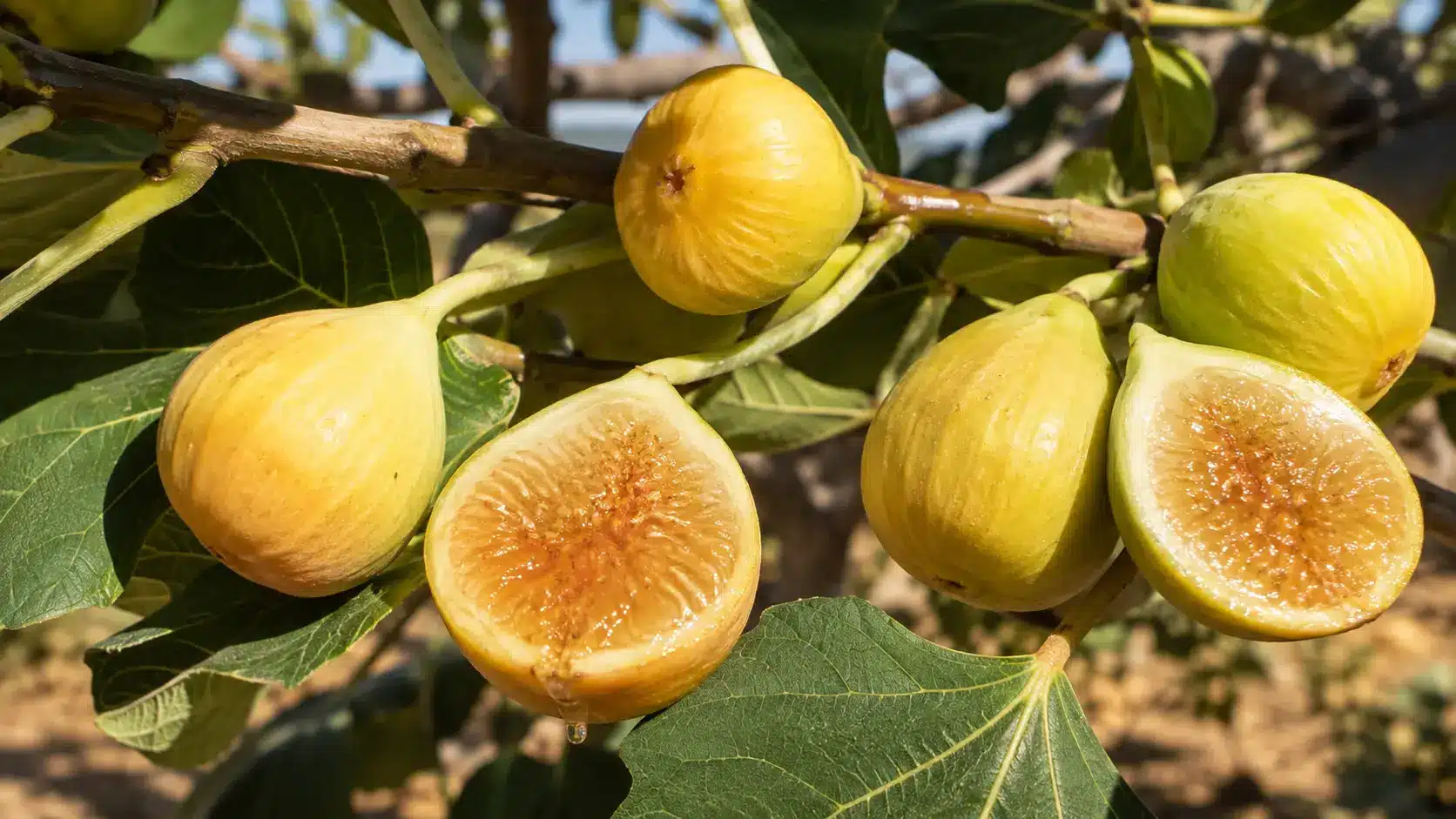 ripe kadota figs with yellow green skin and amber honey colored flesh hanging from a sunny fig branch
