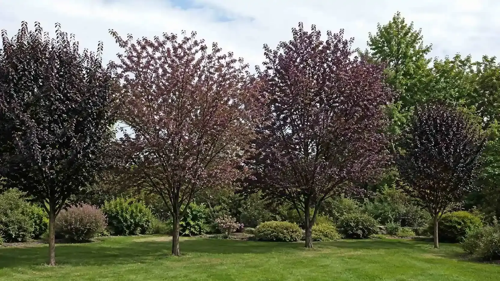 row of purple leaf cherry plum trees growing on a green lawn in a landscaped garden with shrubs and trees behind them