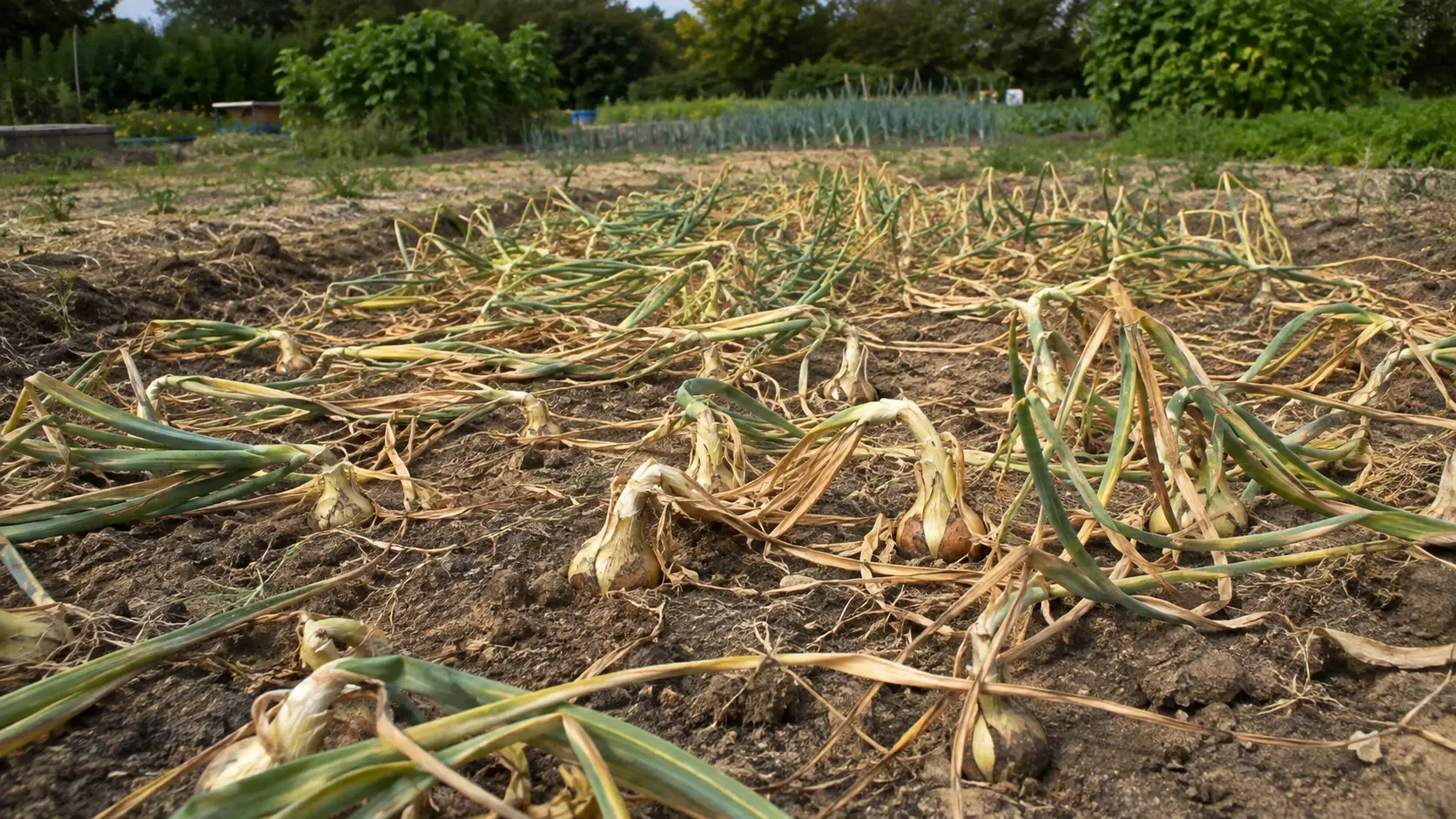 rows of mature onions drying in a sunny garden bed with green trees and crops in the background