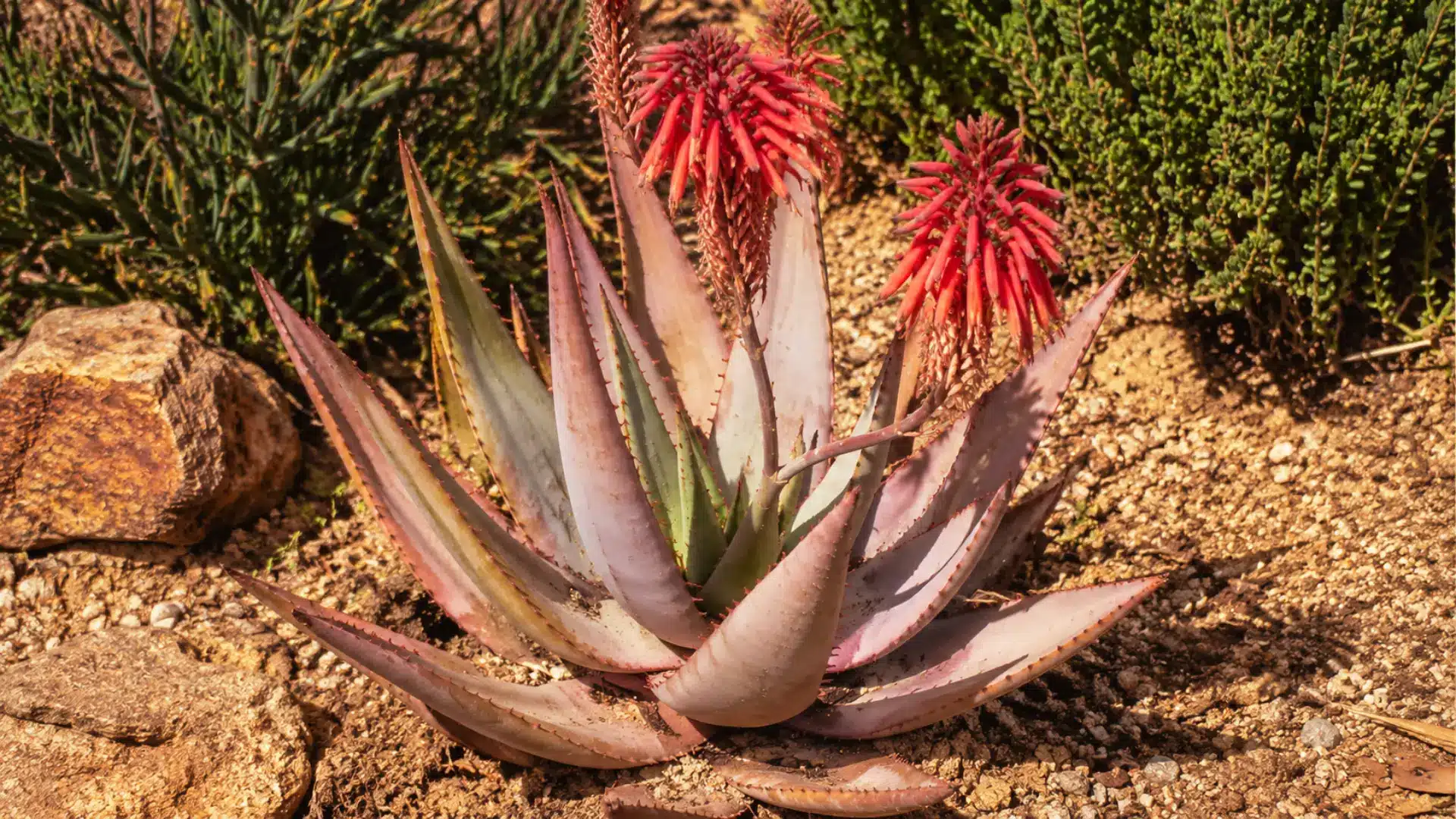 sand-aloe