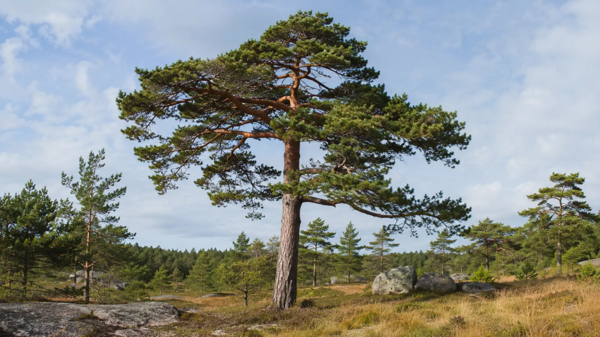 scots pine with orange red upper bark short twisted needles and an open crown across northern woodlands