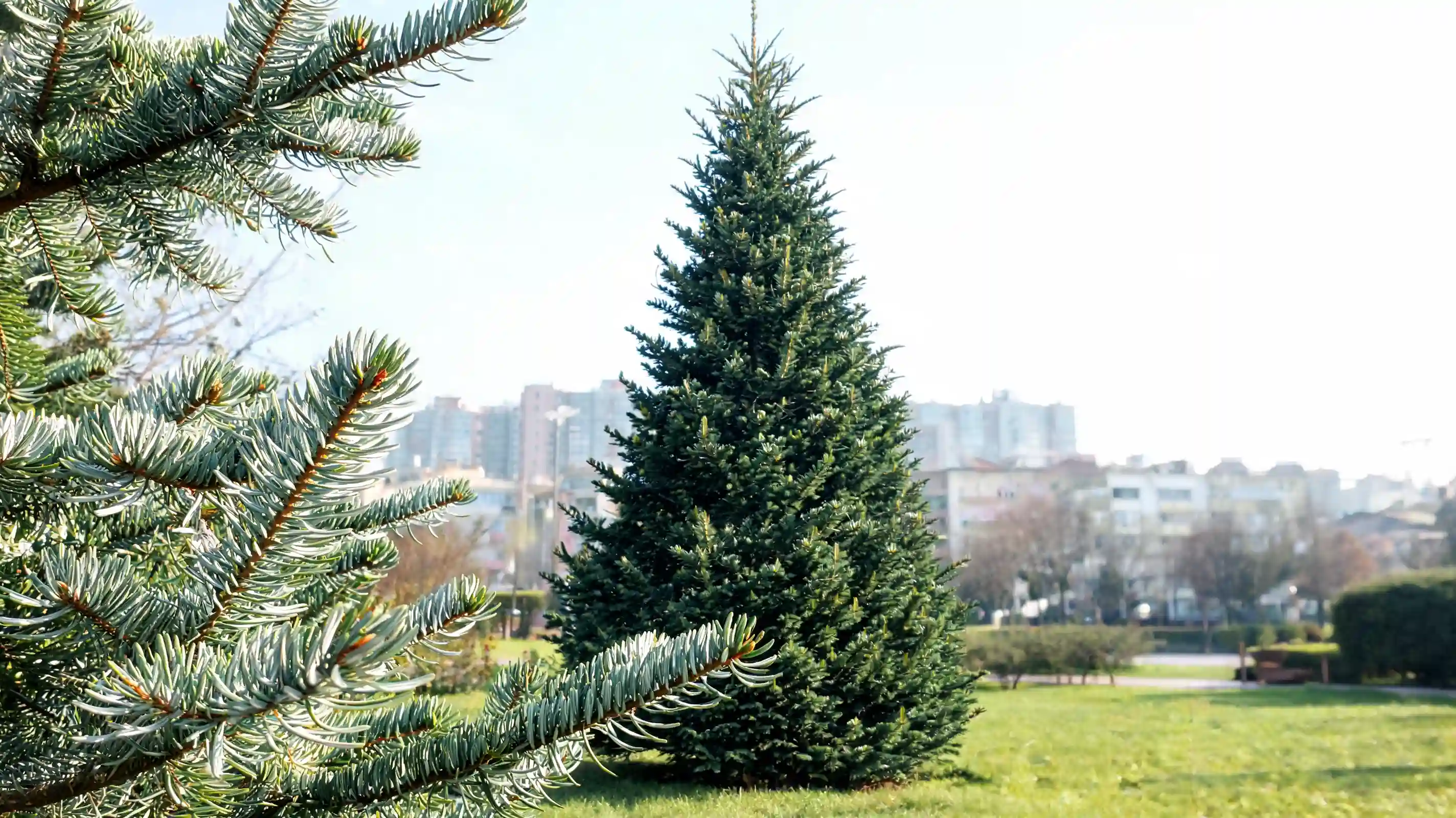 slim serbian spruce with dark green needles and silver undersides growing in a narrow urban garden