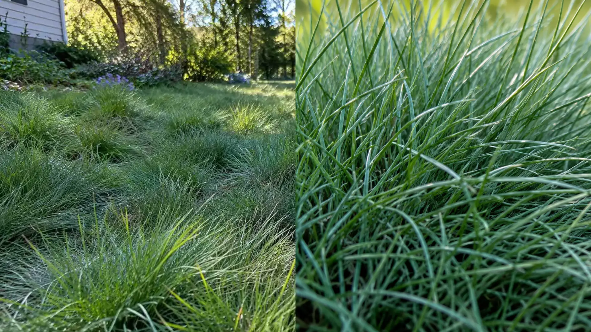 side by side views of a sheep fescue lawn and close up showing fine blue green blades and tufted texture