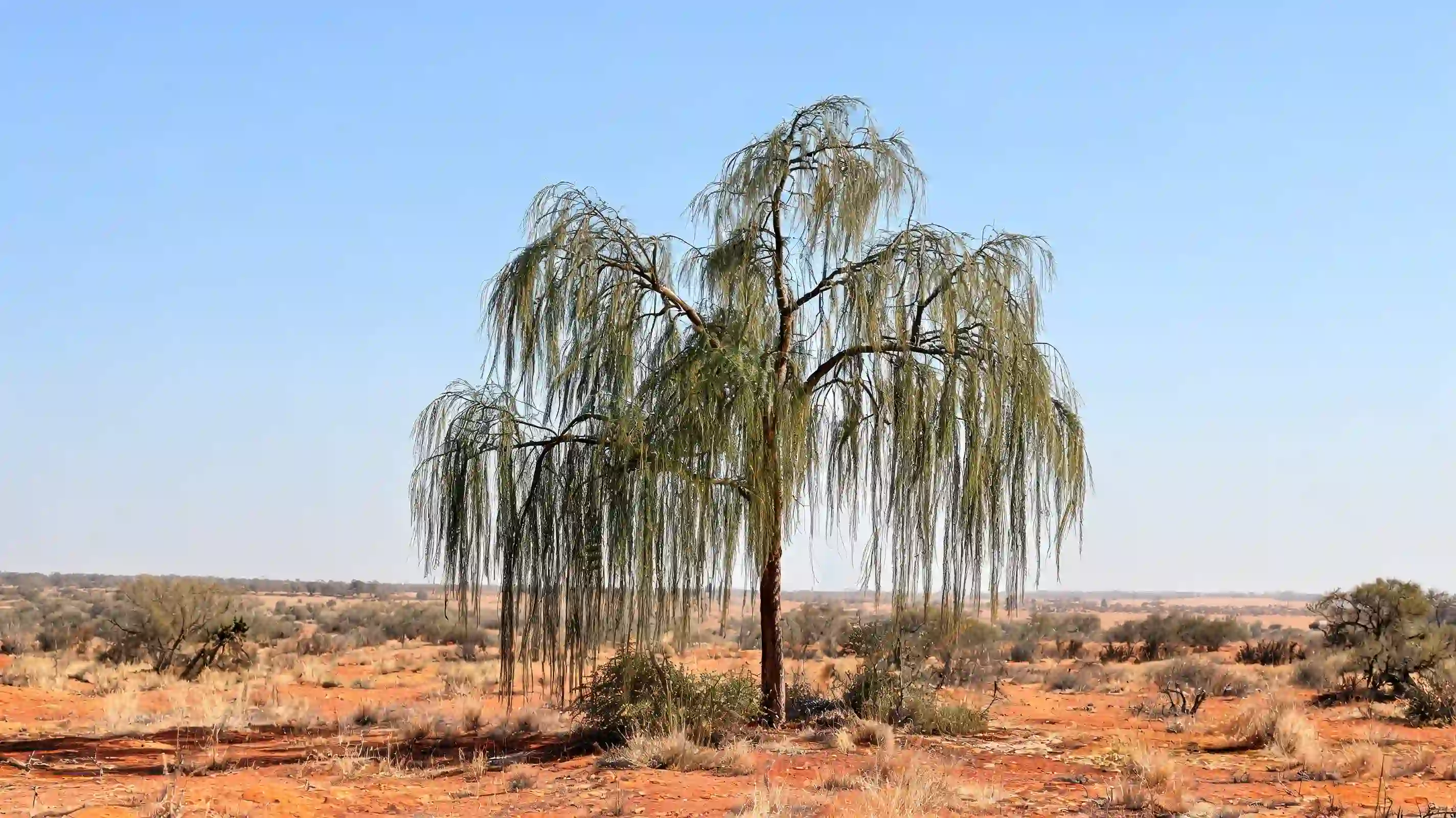 shoestring acacia with an upright trunk and long narrow hanging foliage over dry sandy ground