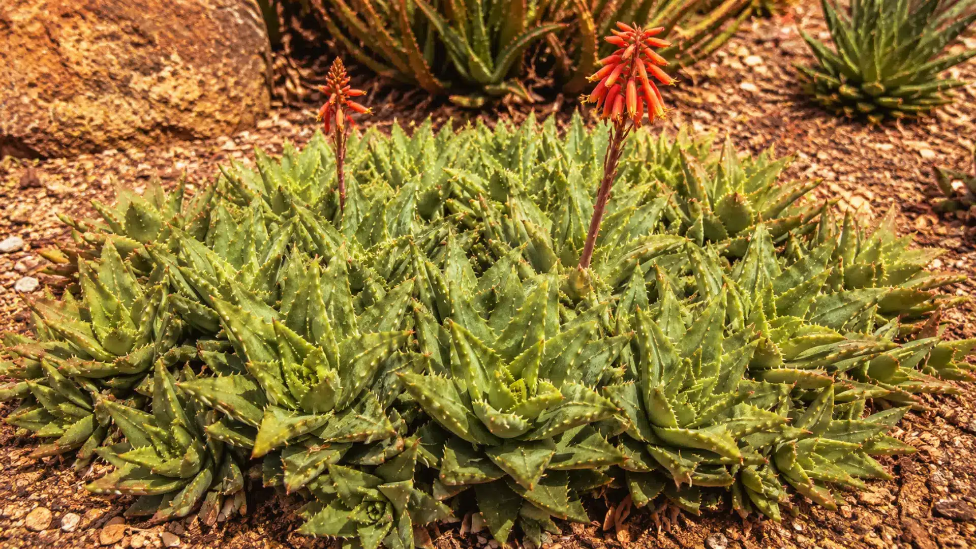 short-leaf-aloe