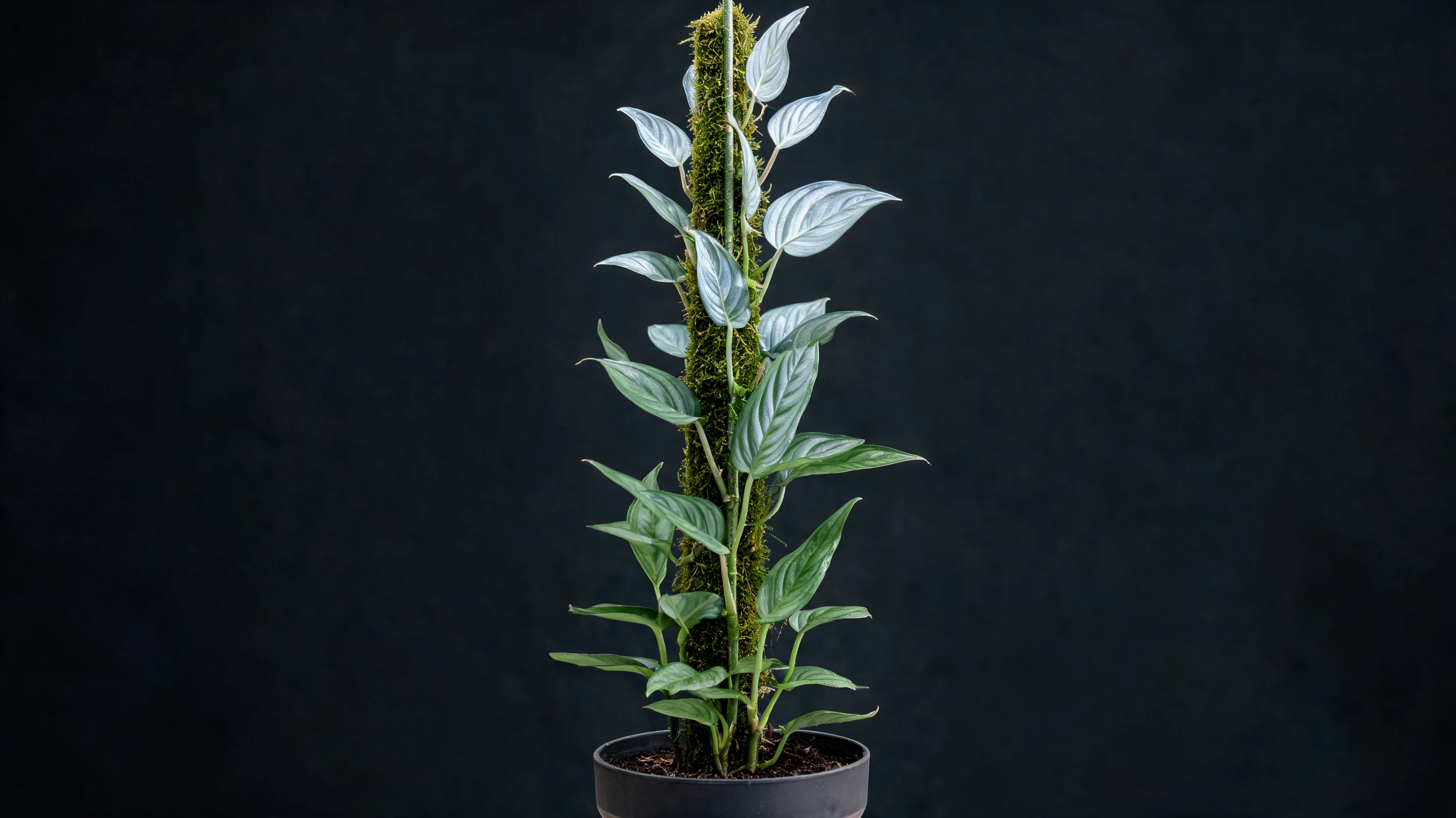 silver sword philodendron with long silver blue arrow shaped leaves climbing a slim moss pole