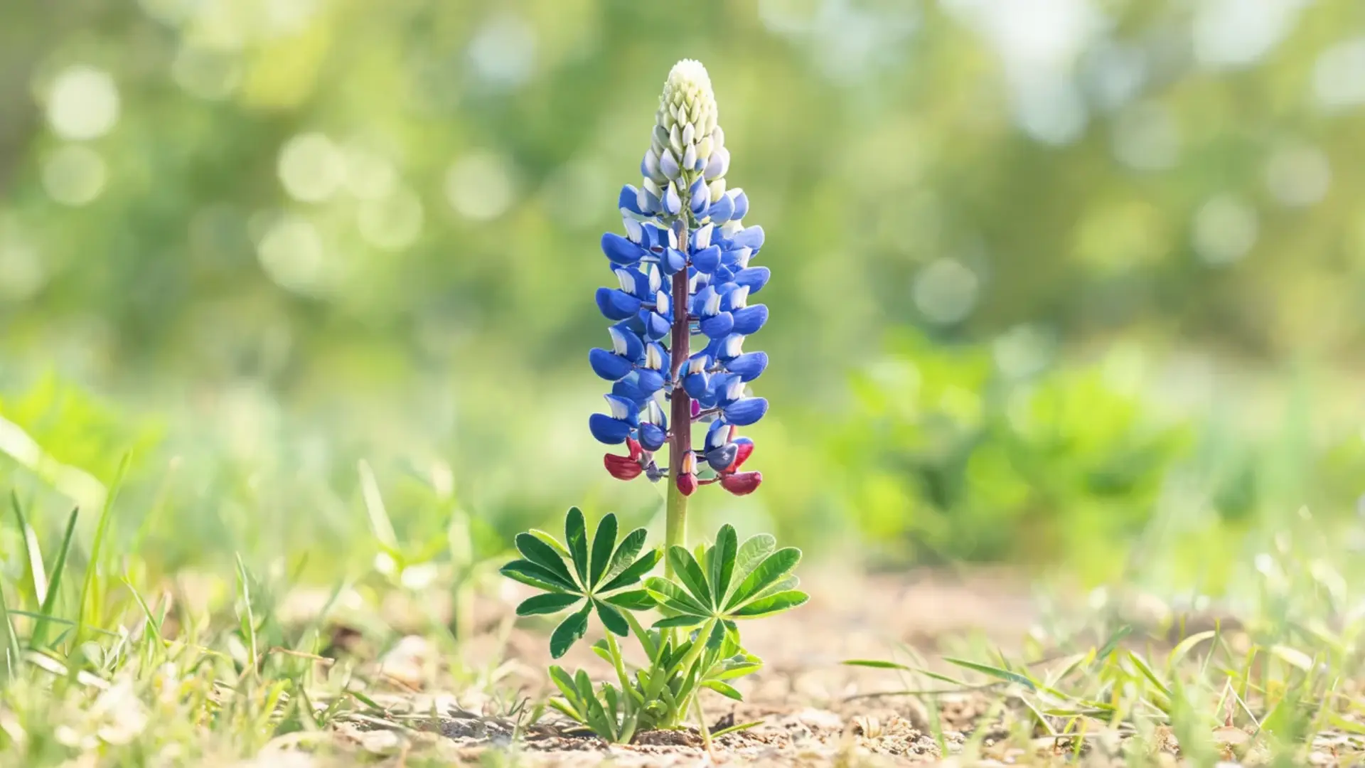 single bluebonnet flower spike with white tips and green palmate leaves in warm spring sunlight